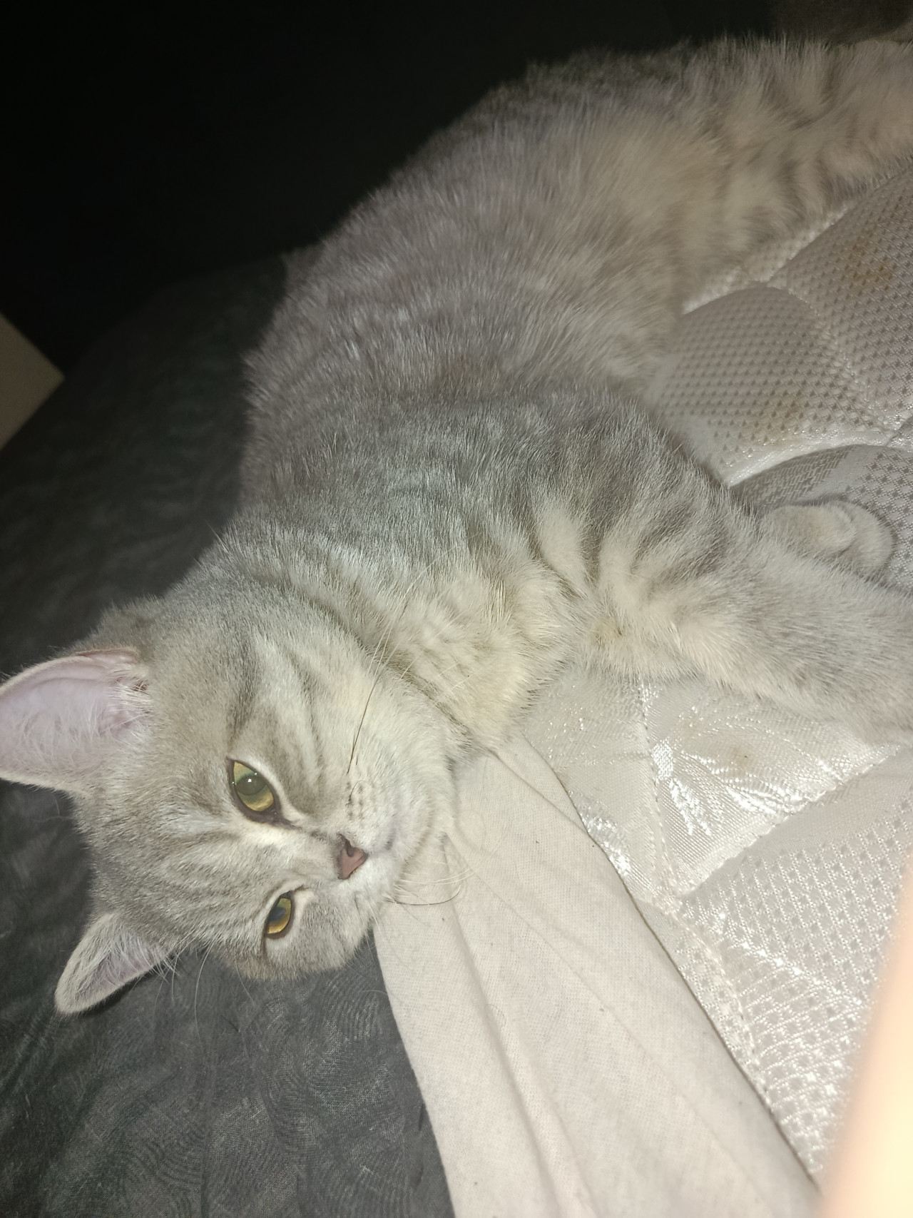 Dişi kedime eş arıyorum kızgınlıkda