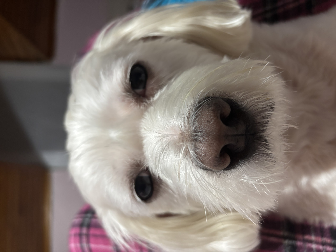 Oğluma eş arıyorum