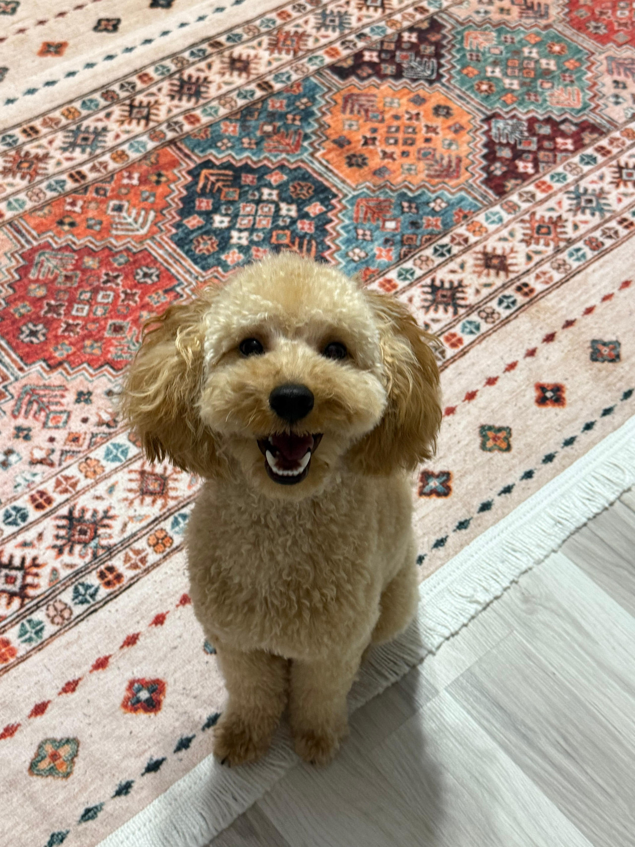 Toy poddle oğluma eş arıyorum 2