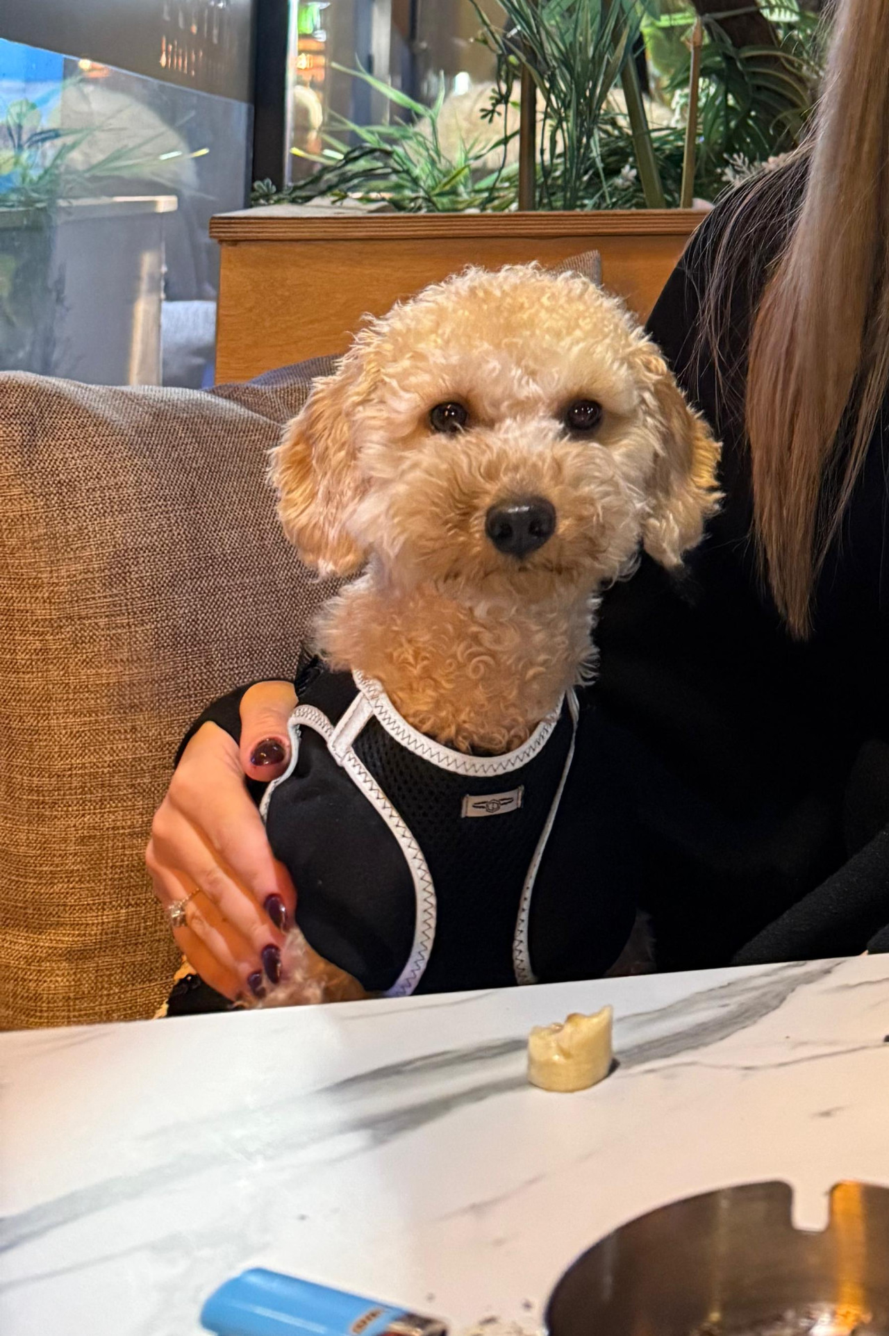 Toy poddle oğluma eş arıyorum 1