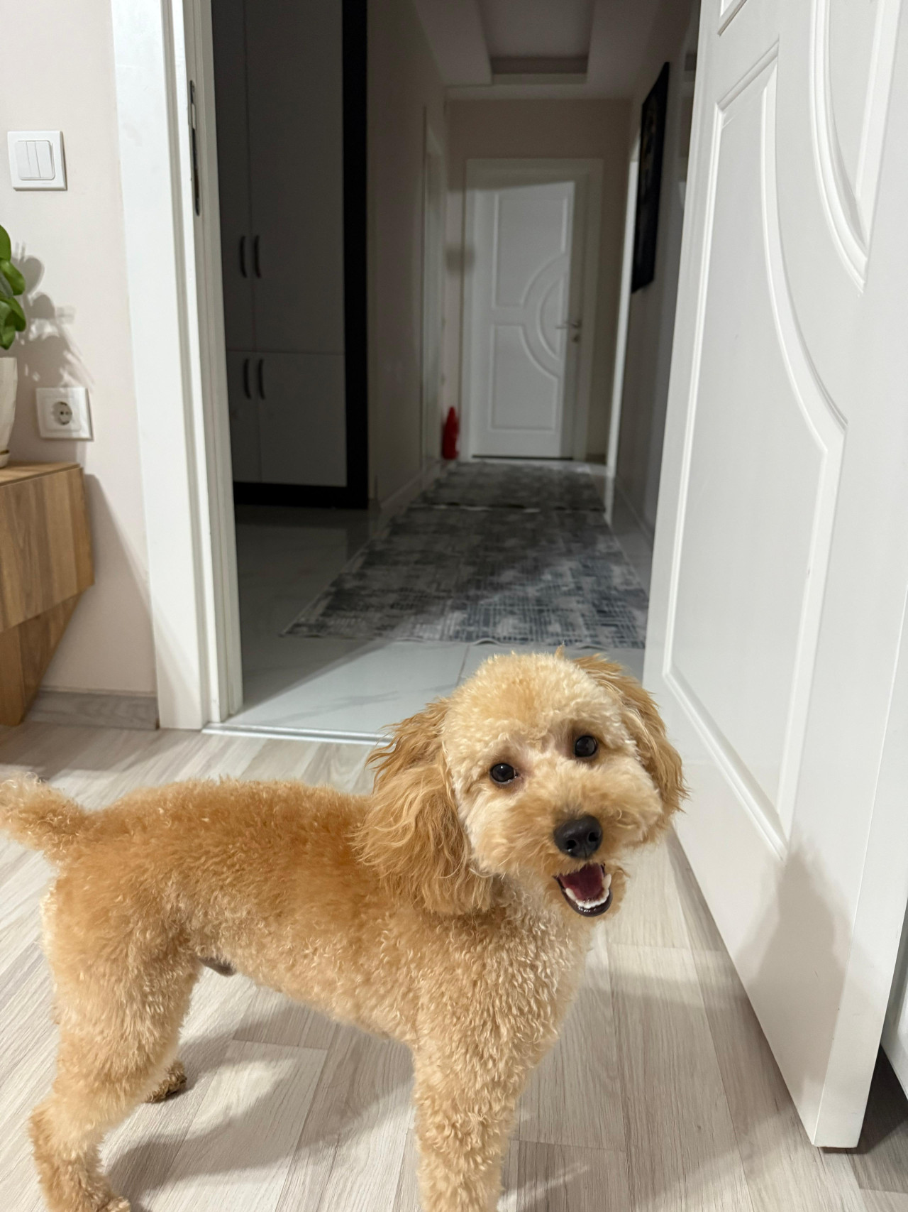 Toy poddle oğluma eş arıyorum 3