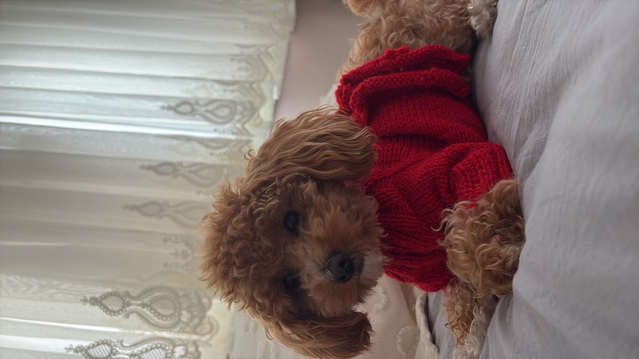 Kızıma Eş Arıyoruz 3