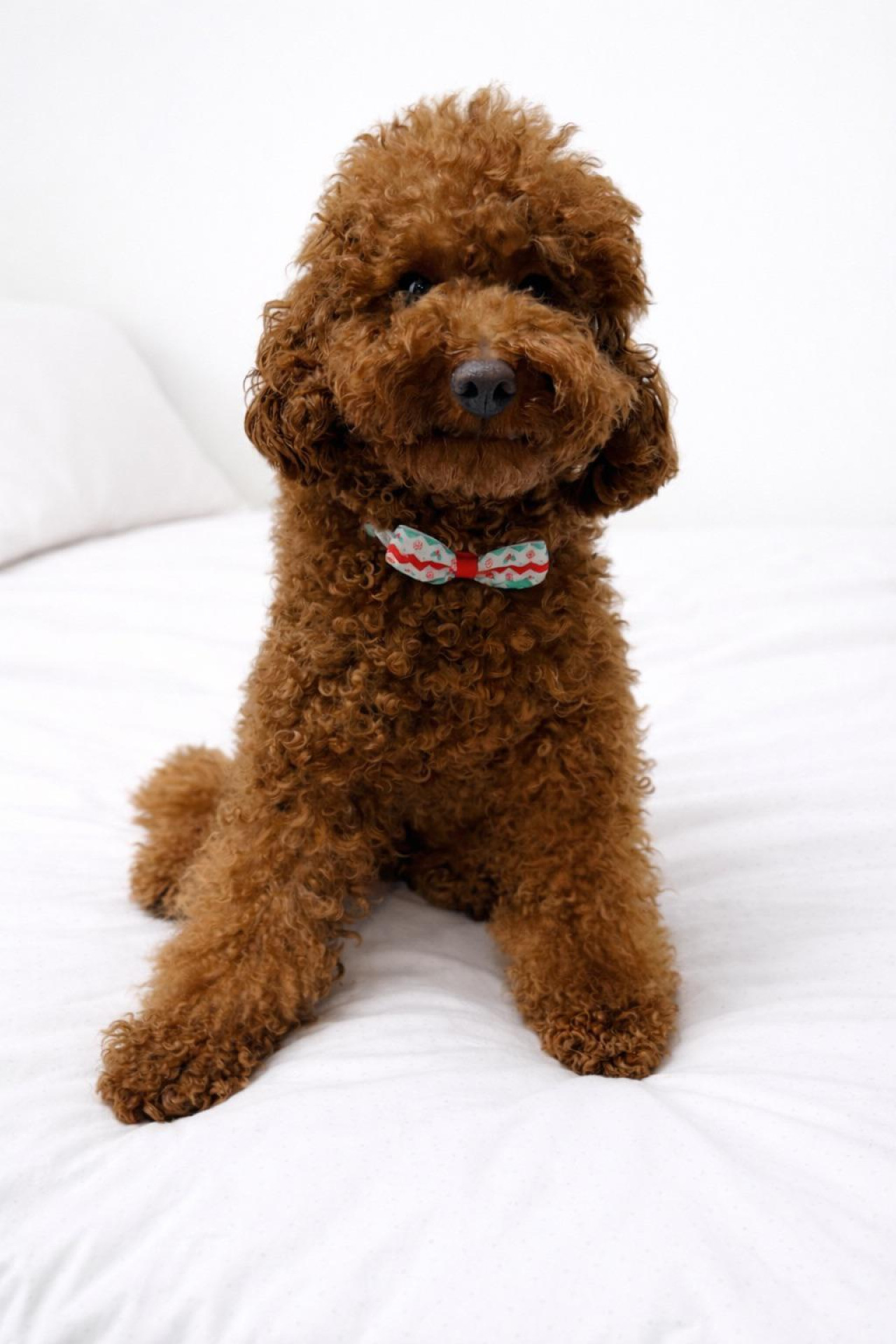 Oğlum Teddy eş arıyorum