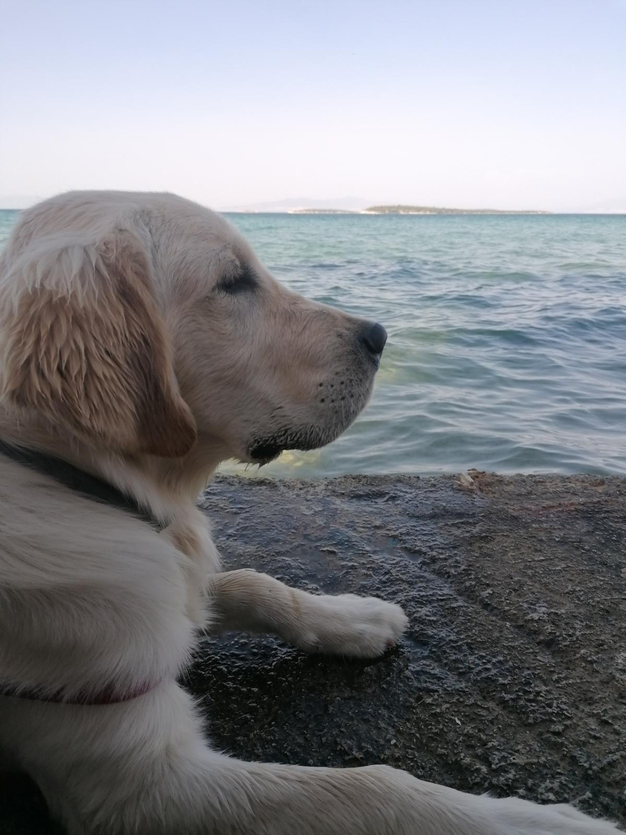 Oğluma eş arıyorum 4