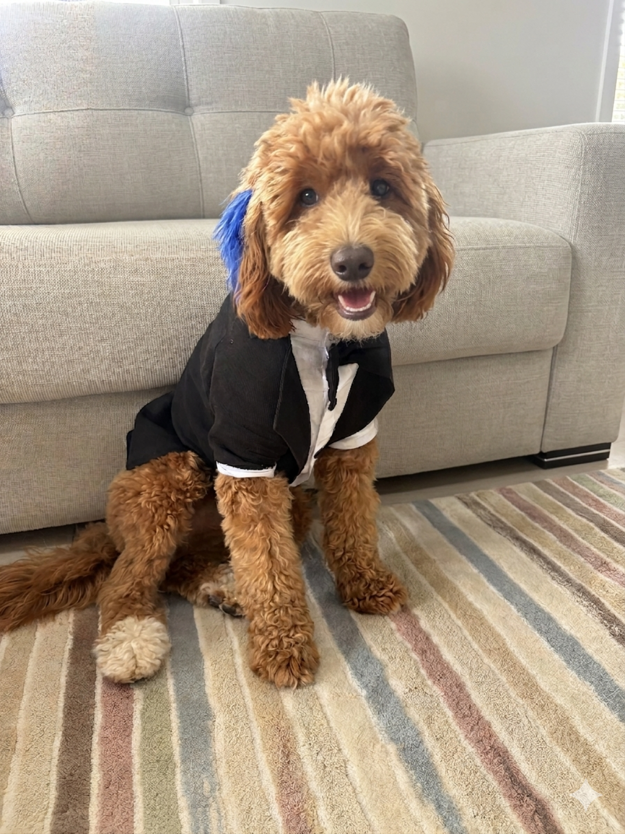 Maltipoo oğluma eş arıyorum