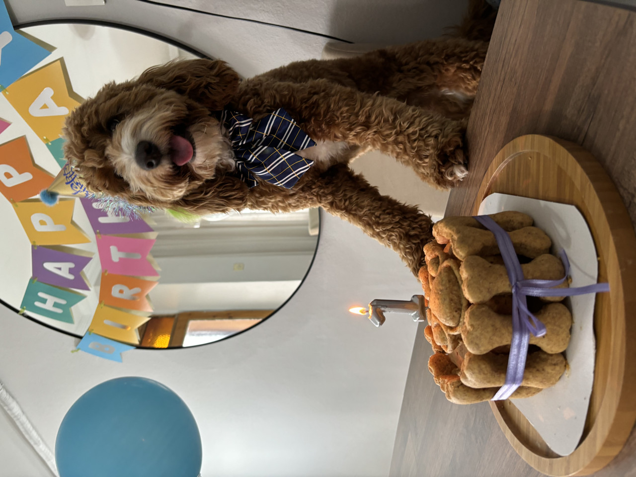 Maltipoo oğluma eş arıyorum 2