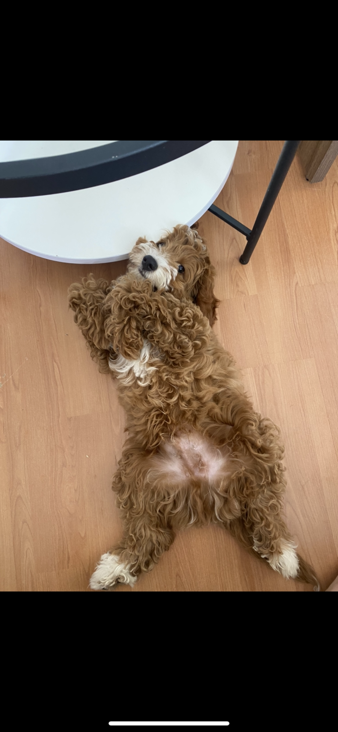 Maltipoo oğluma eş arıyorum 3