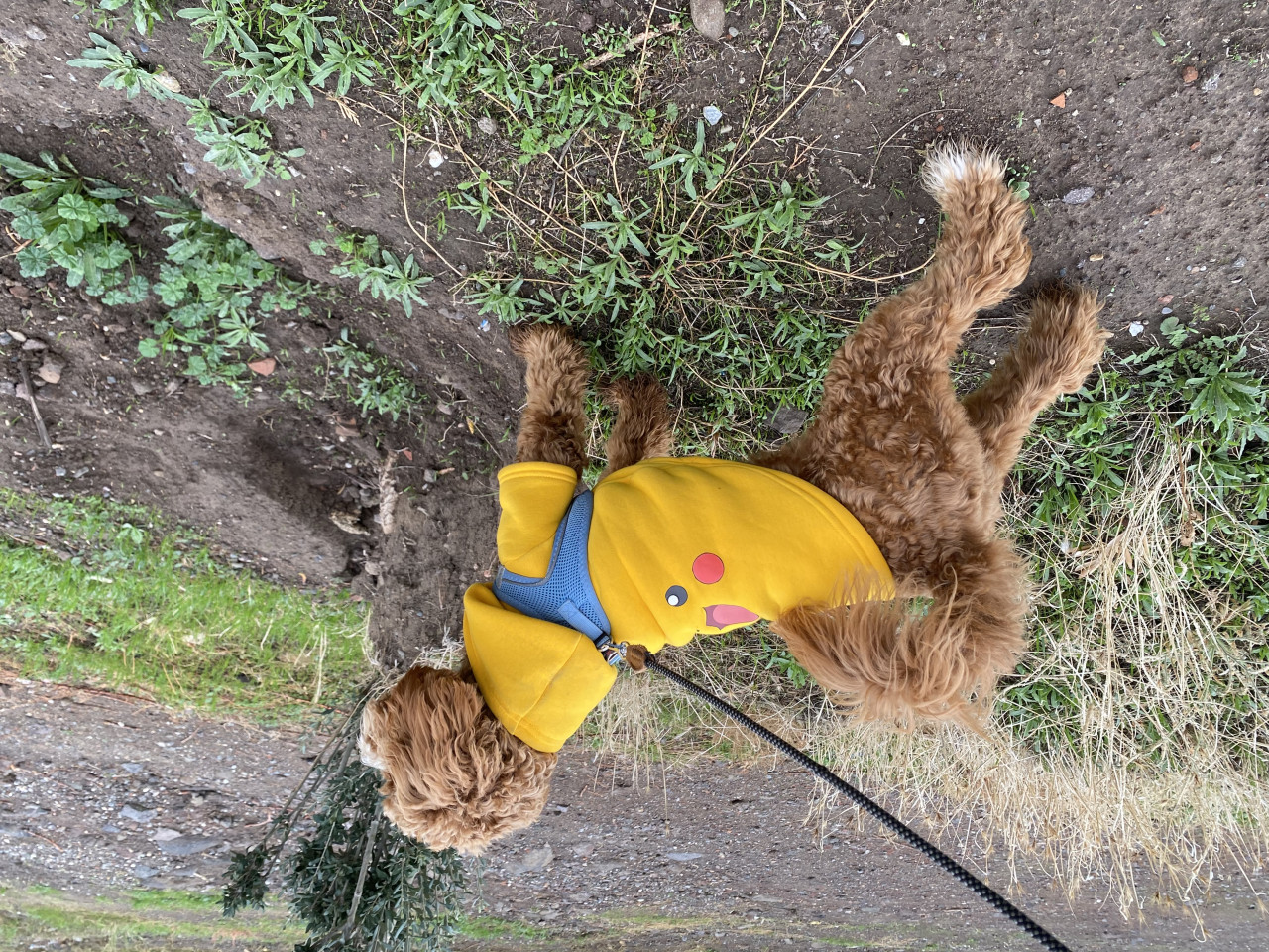 Maltipoo oğluma eş arıyorum 4