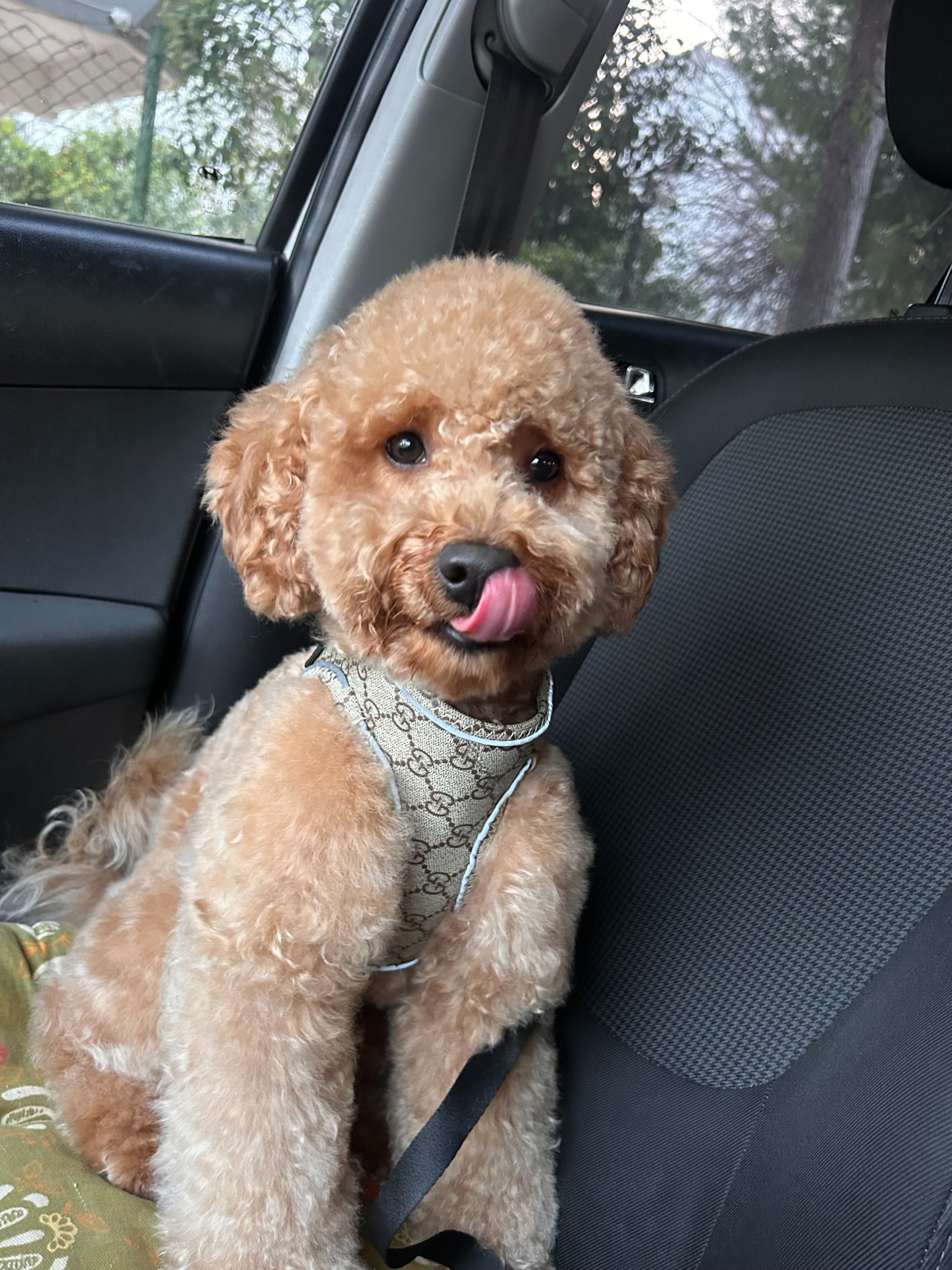 Poodle Eş Arıyoruz 1
