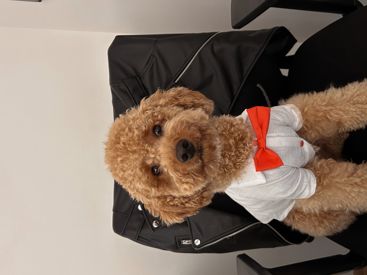 Poodle Eş Arıyoruz 2