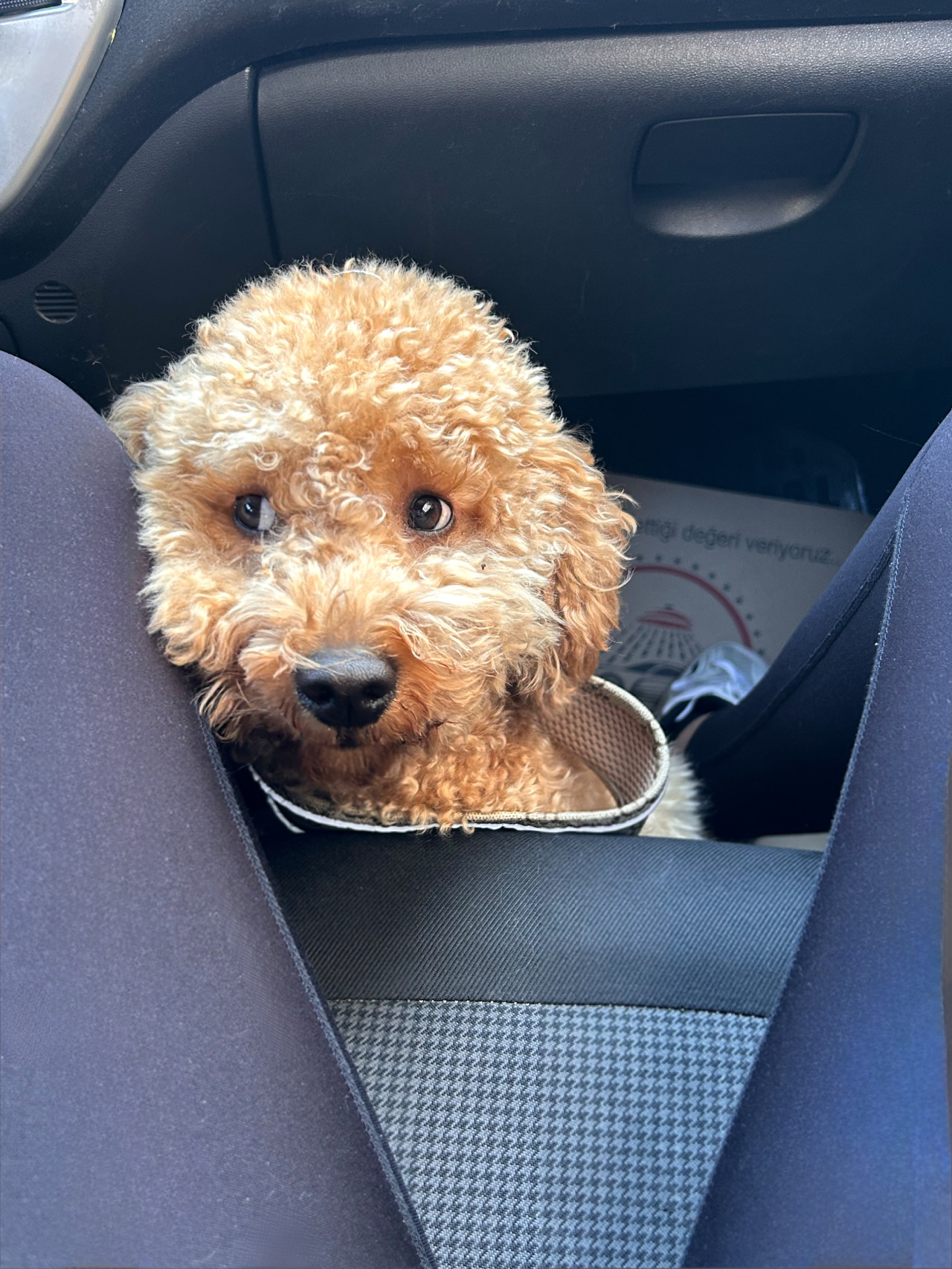 Poodle Eş Arıyoruz 3