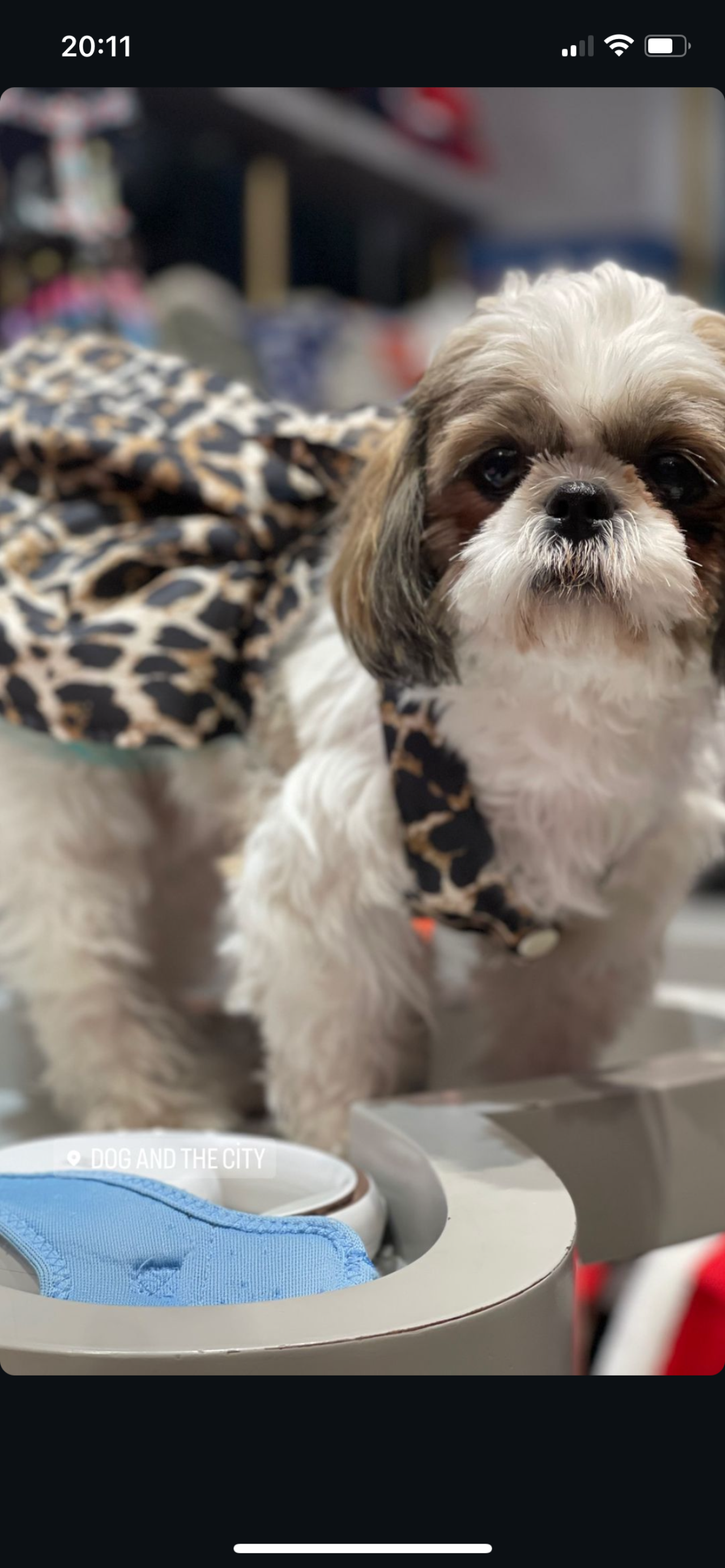 Shih tzu Dişi 1