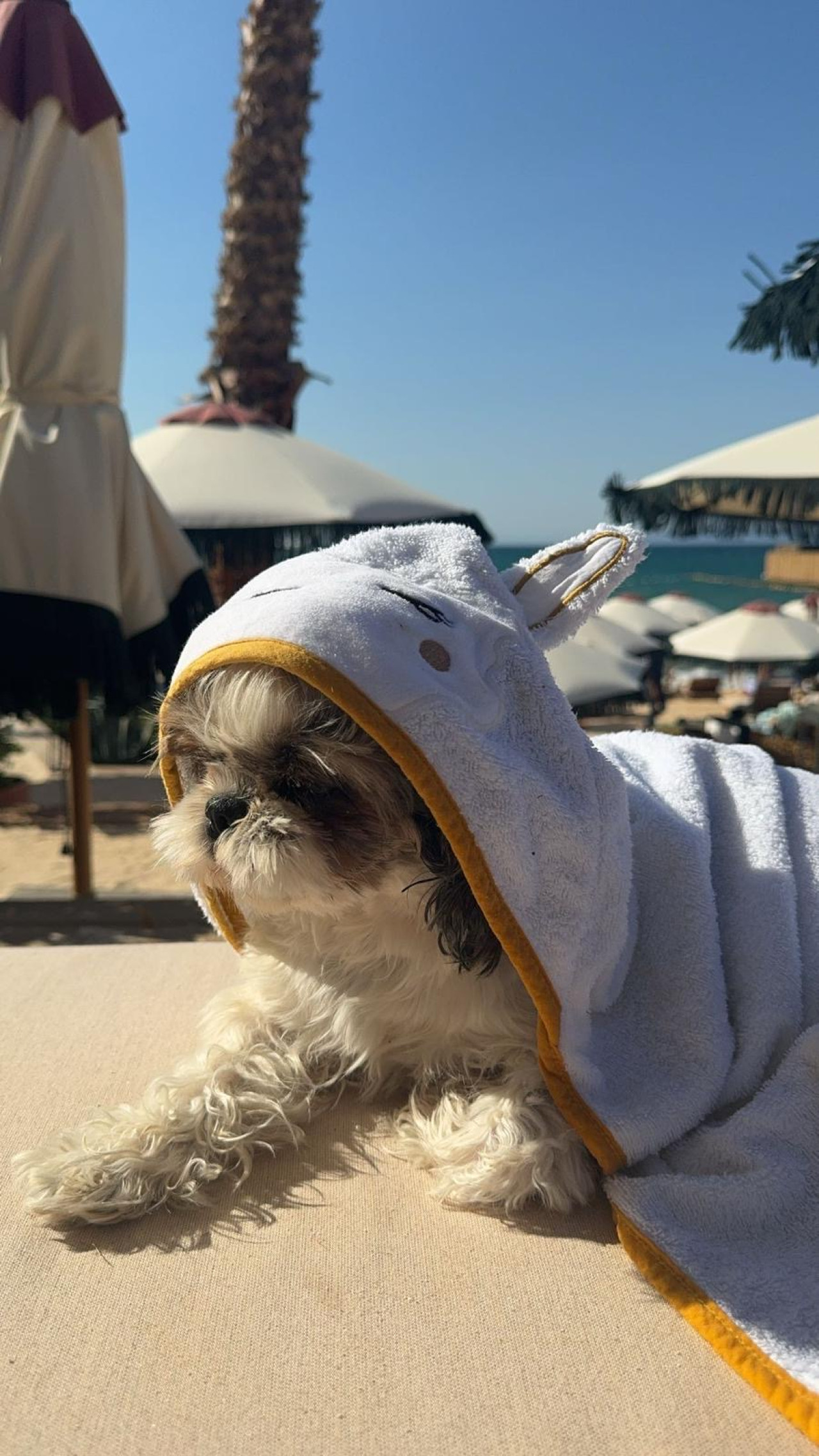 Shih tzu Dişi 2