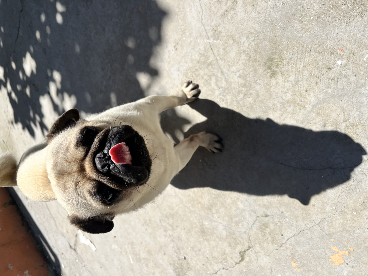 Pug oğlumuza eş arıyoruz