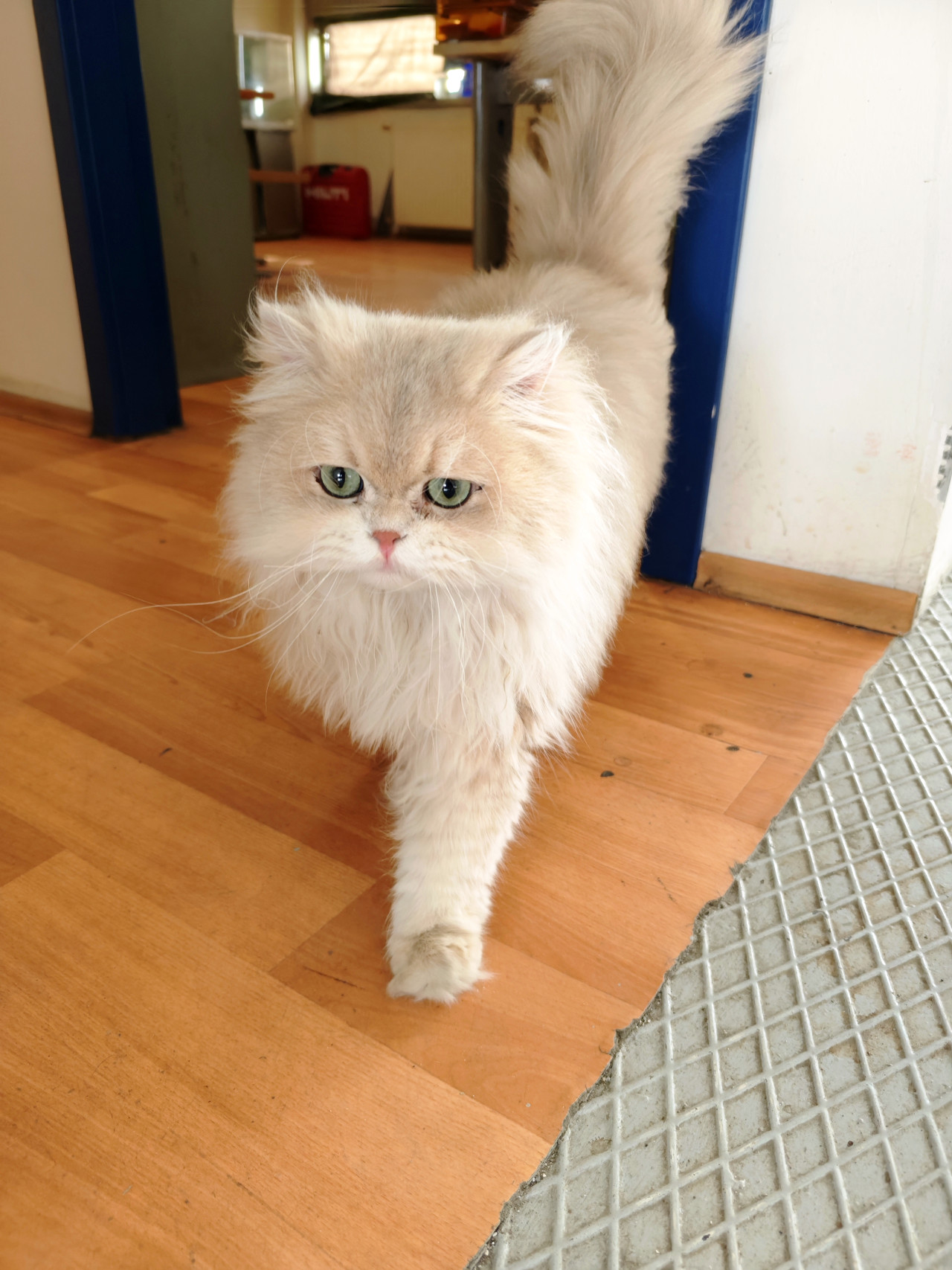 Brisit longhair golden anka ful secereli