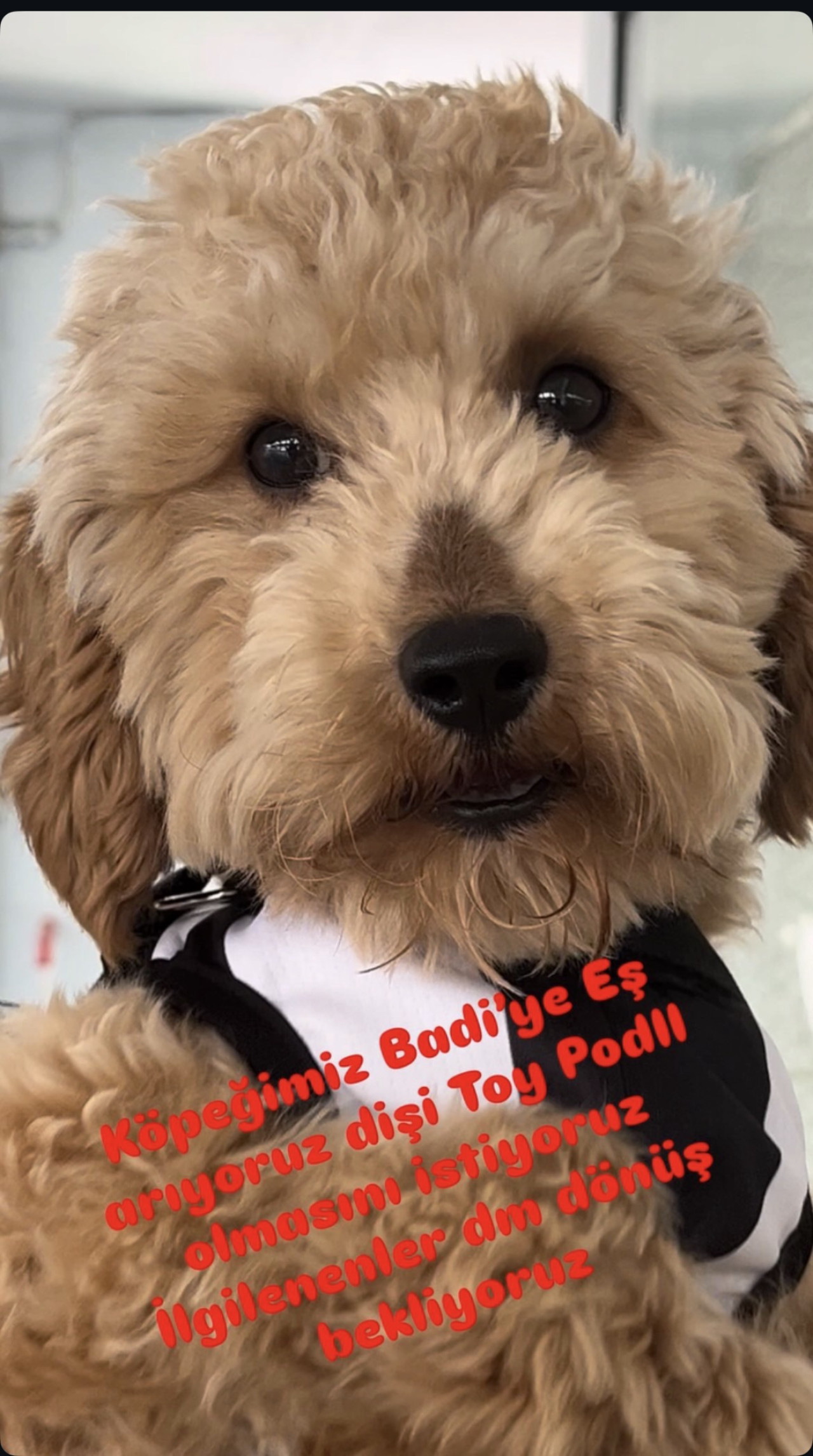 TOY PODLL KÖPEĞİMİZE DİŞİ TOY PODLL EŞ ARIYORUZ