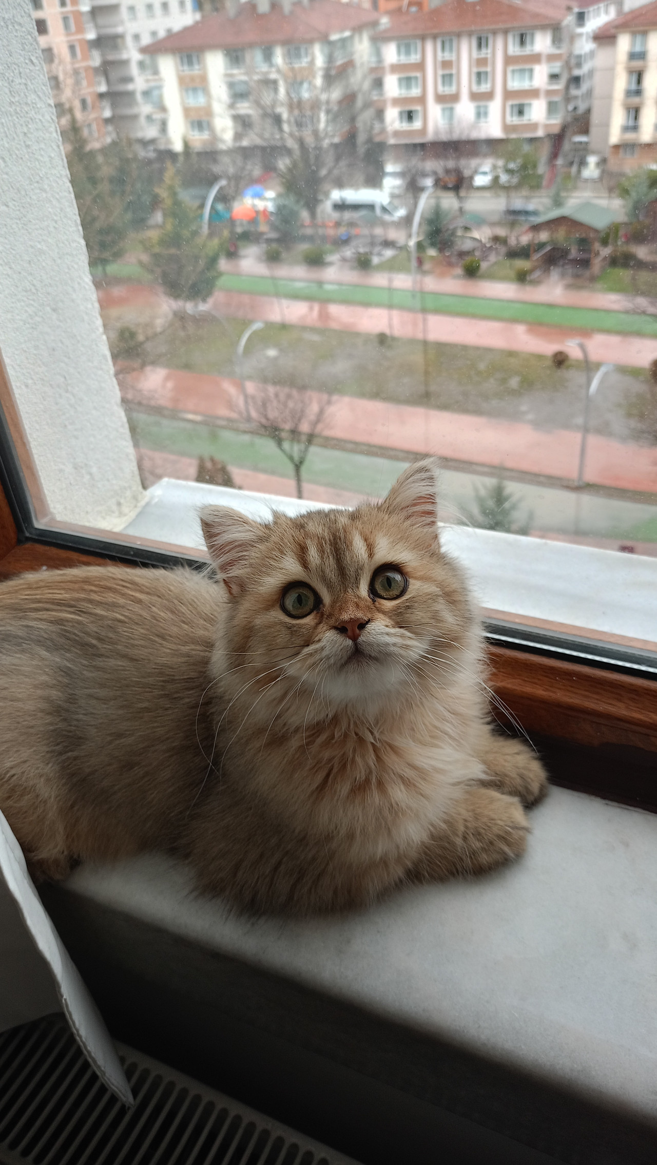 Erkek british longhair