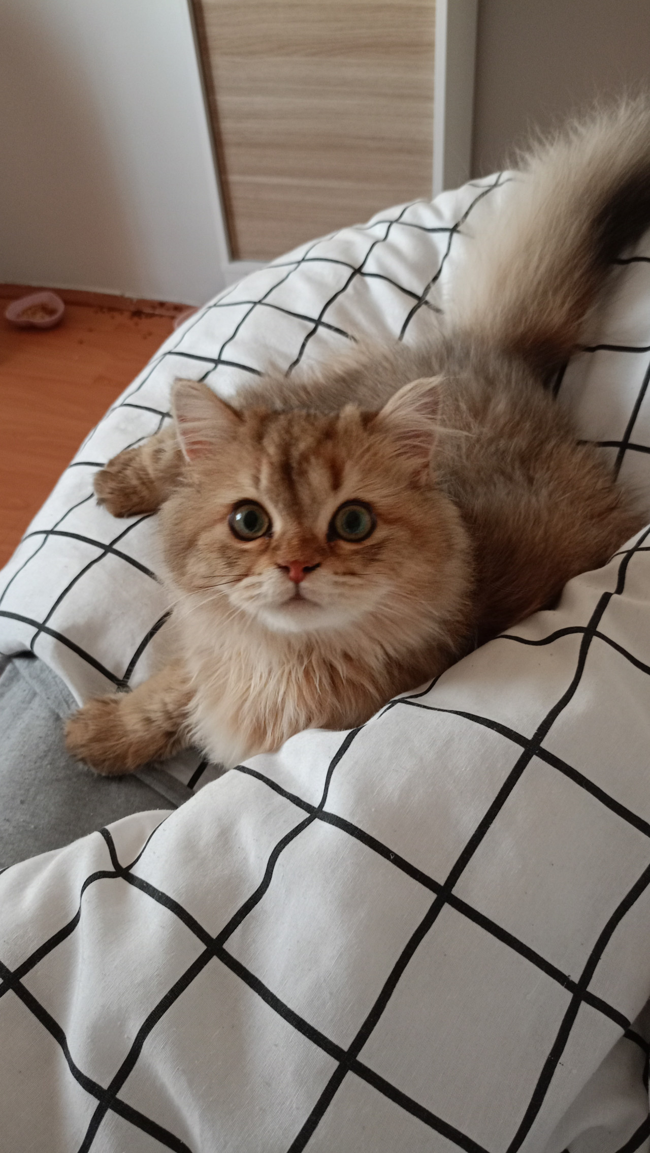 Erkek british longhair 2