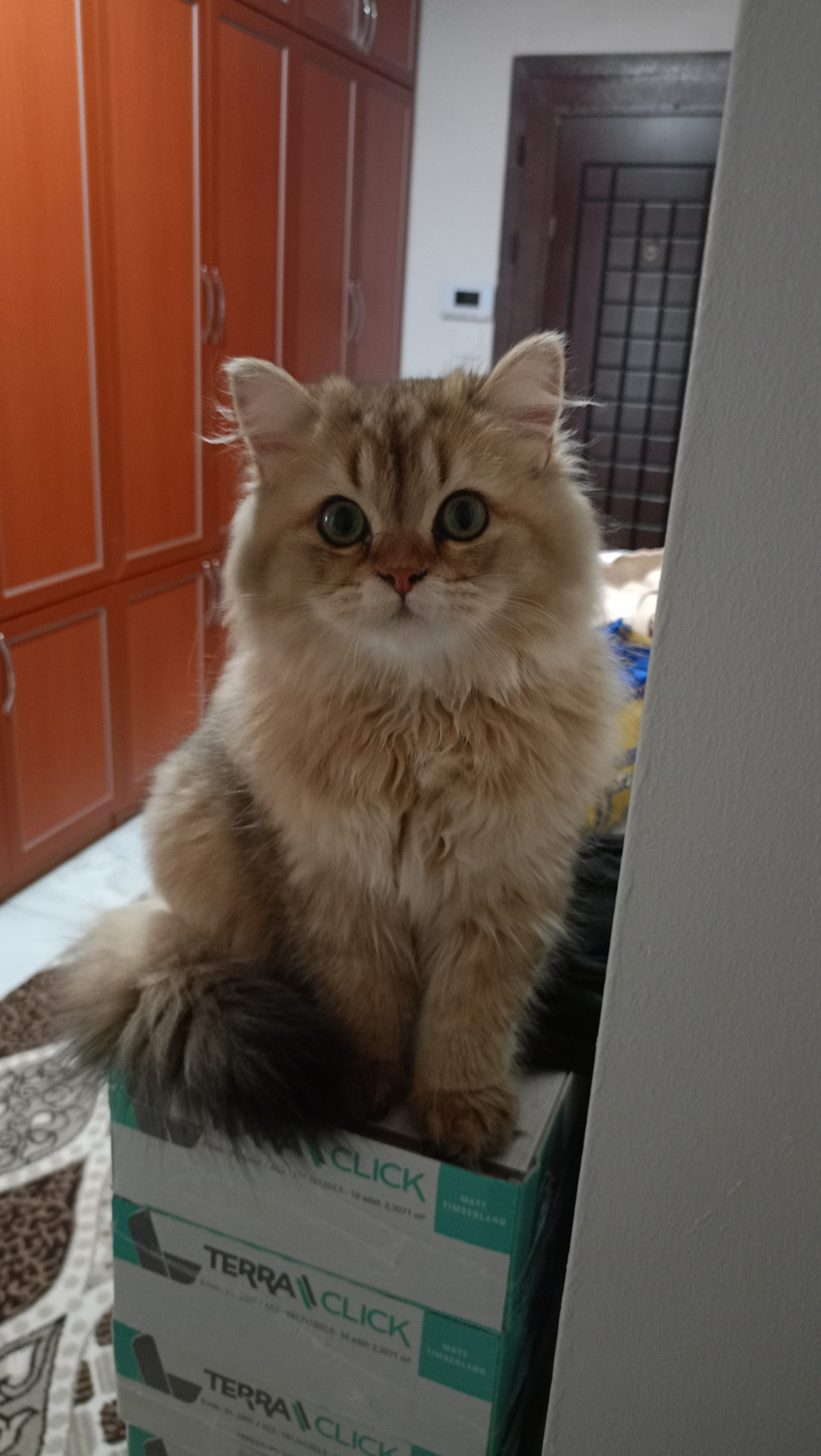 Erkek british longhair 3