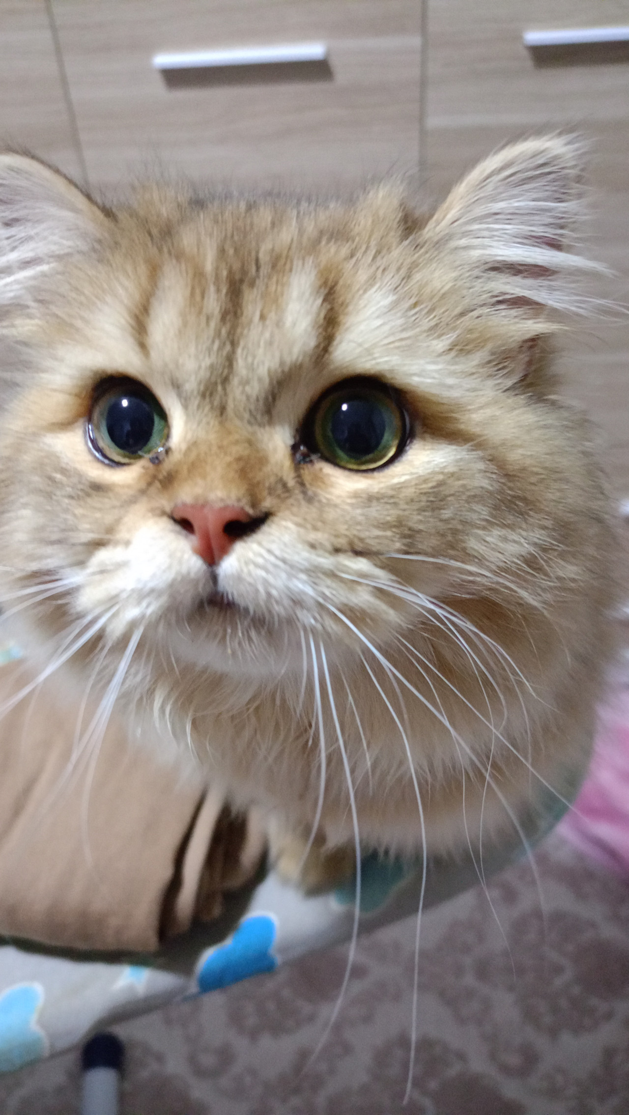 Erkek british longhair 4