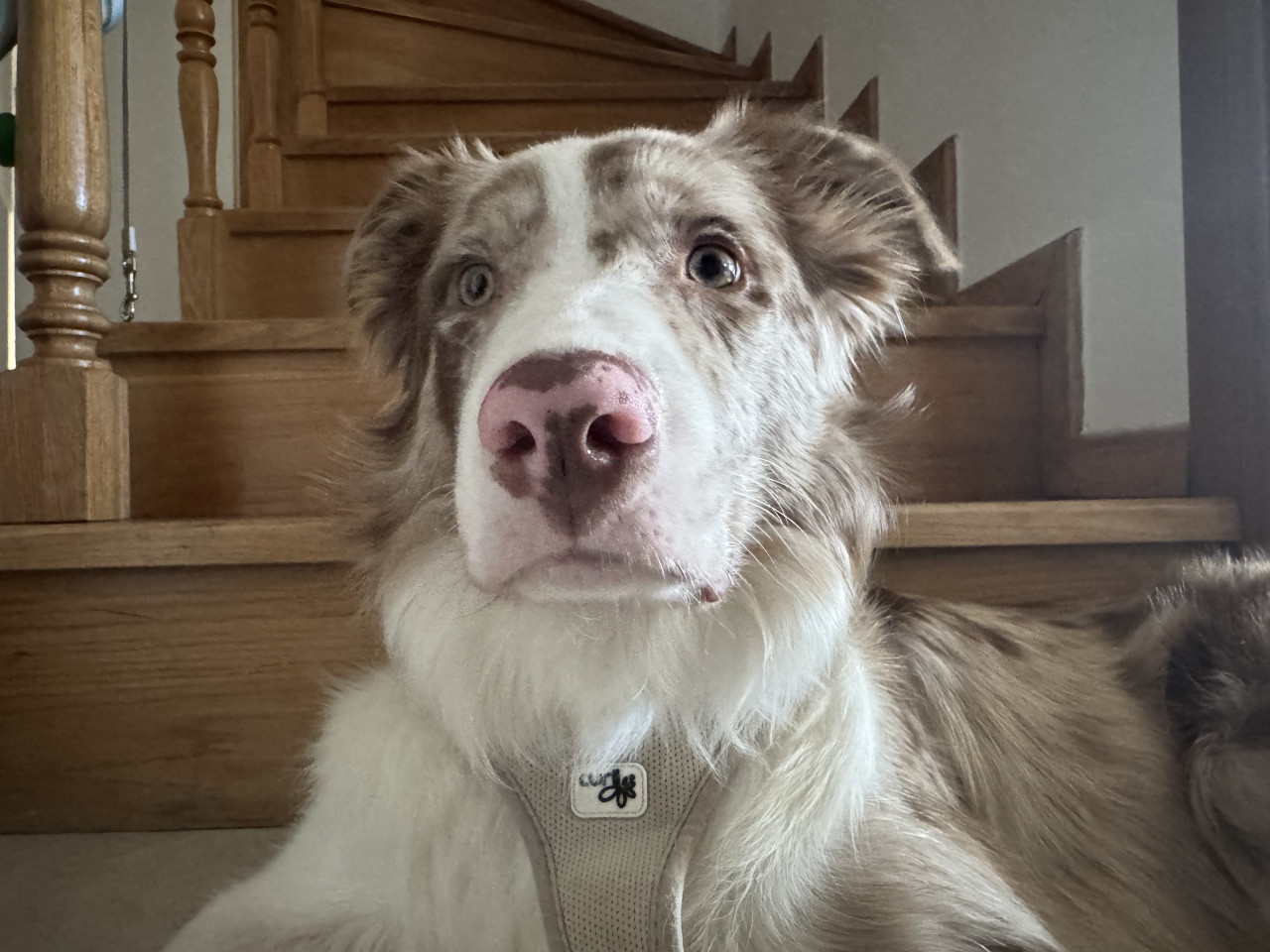 Red merle border collie oglumuz dobbye es ariyoruz