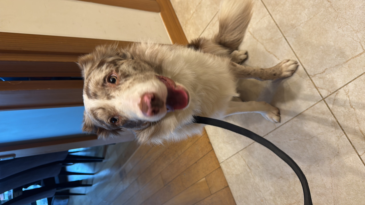 Red merle border collie oglumuz dobbye es ariyoruz 2