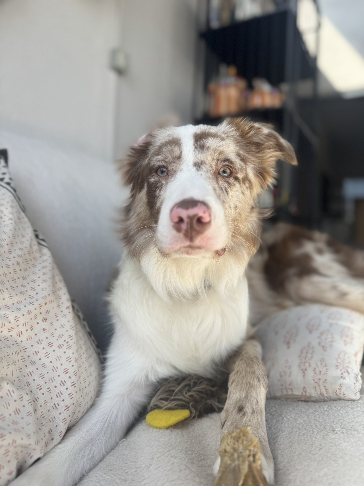 Red merle border collie oglumuz dobbye es ariyoruz 3