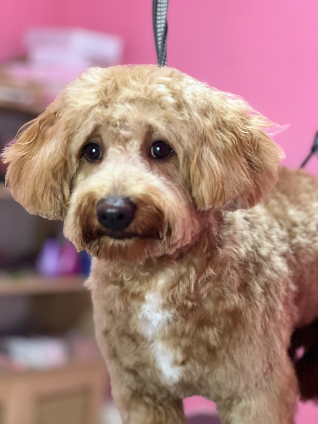Poodle Oğlumuza Eş Arıyoruz 2
