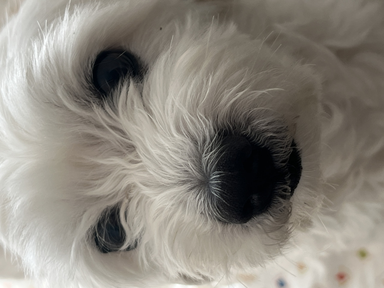 Loopy 2