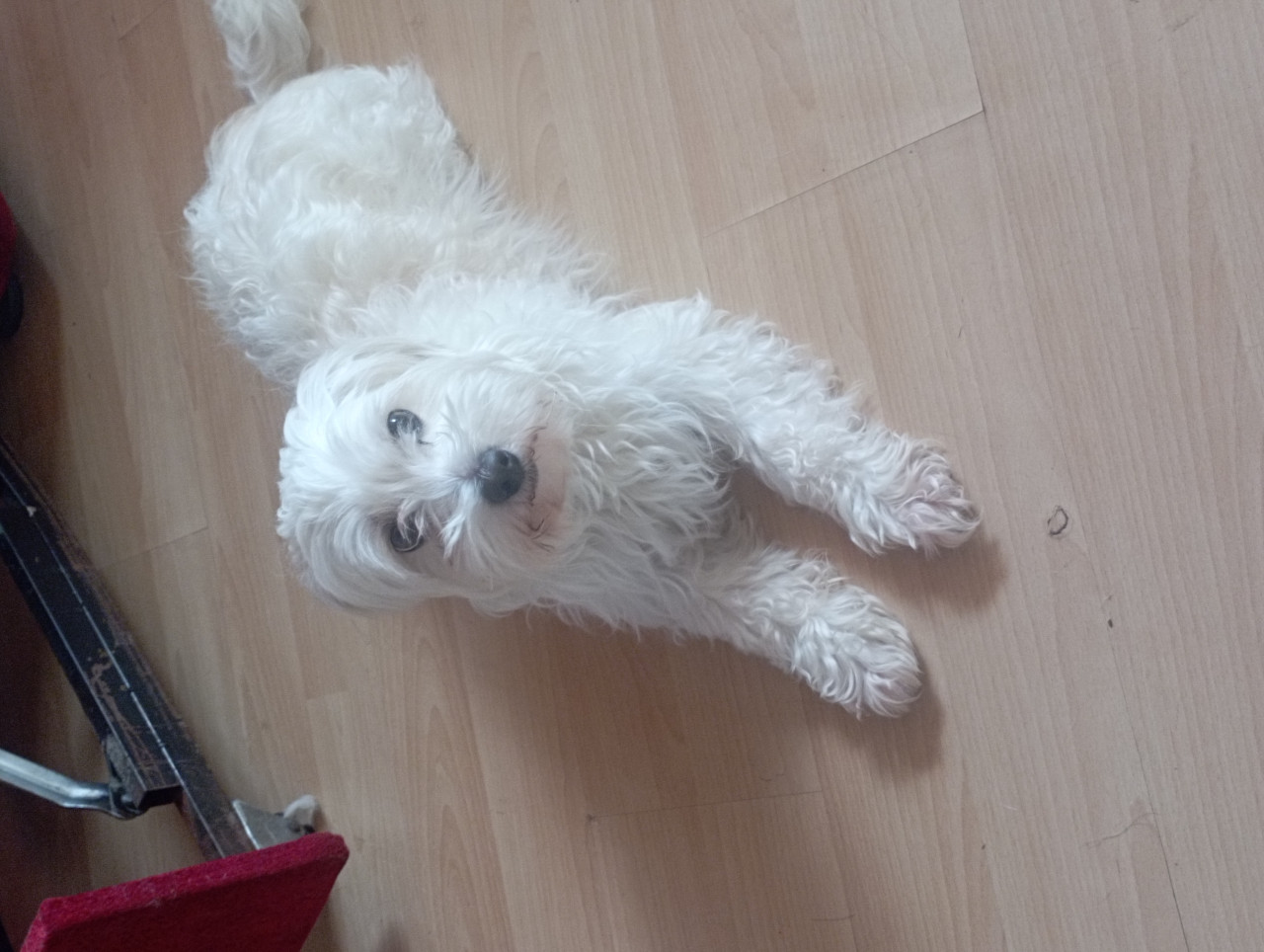 Maltese terrier oğluma eş arıyorum