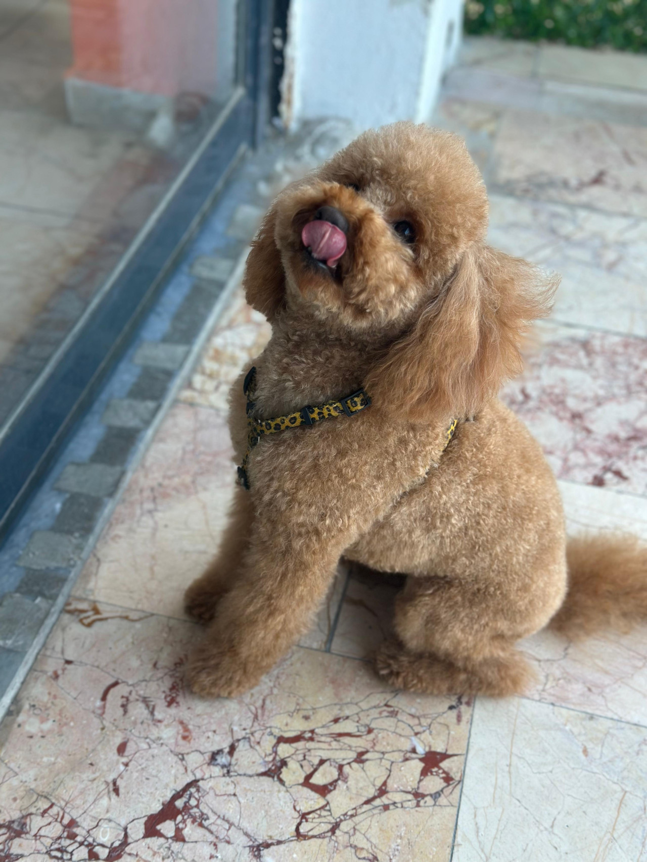 Toy poodle