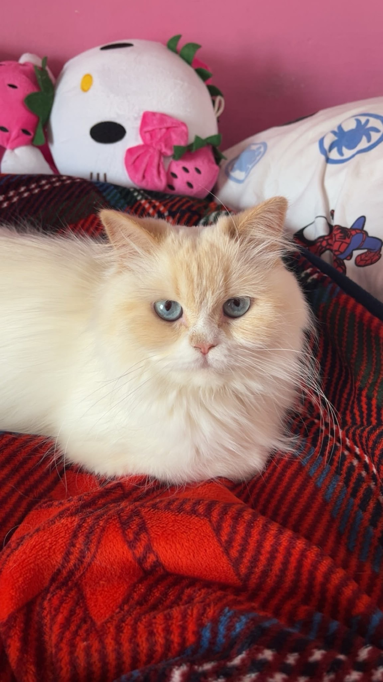 british longhair ragdoll kırması kızımıza eş arıyoruz