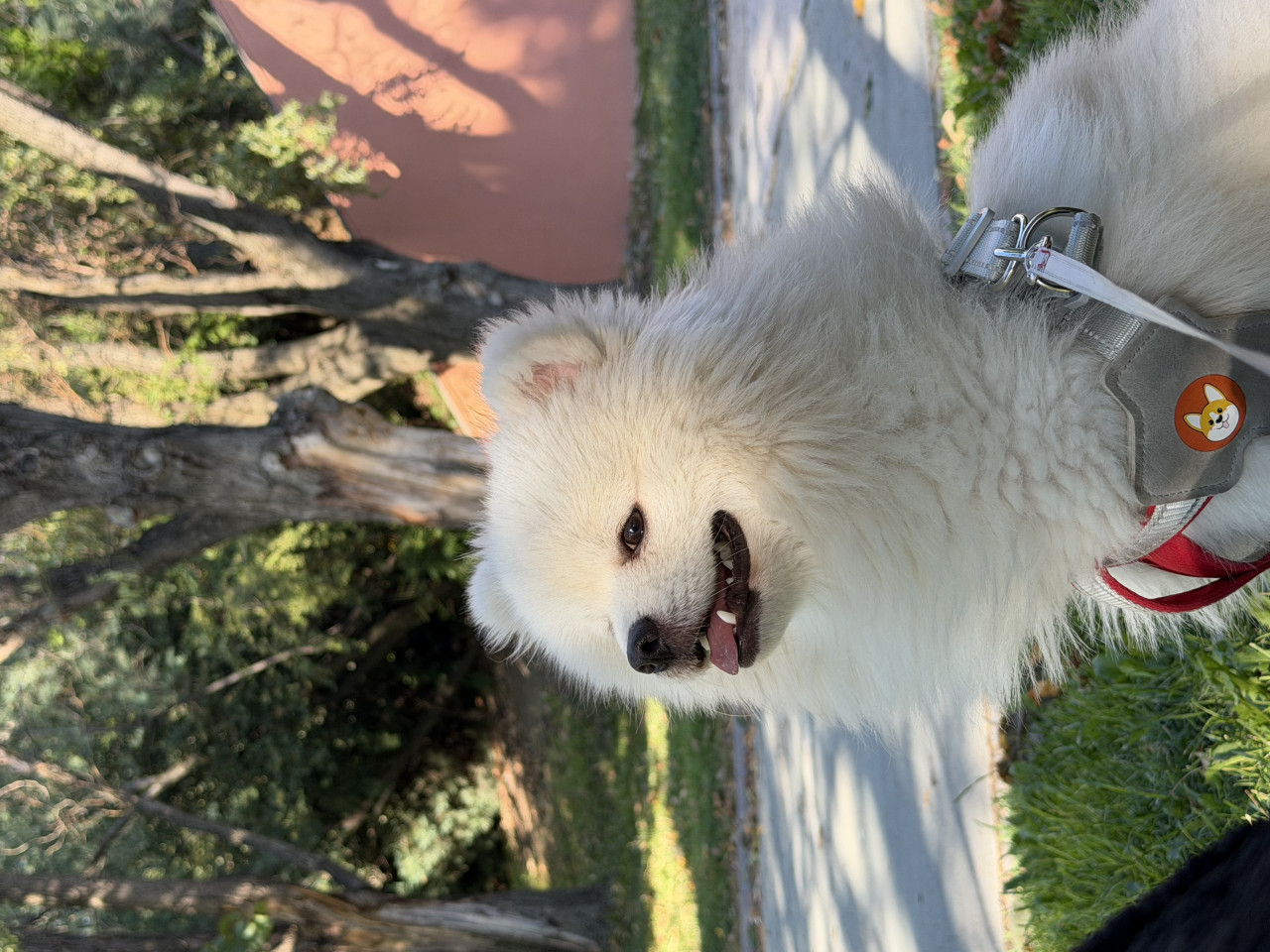Pomerian boo 2