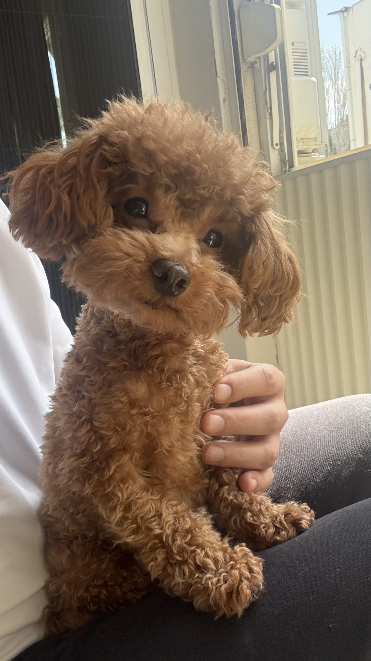 TEACUP KORE POODLE OĞLUMUZA EŞ ARIYORUZ