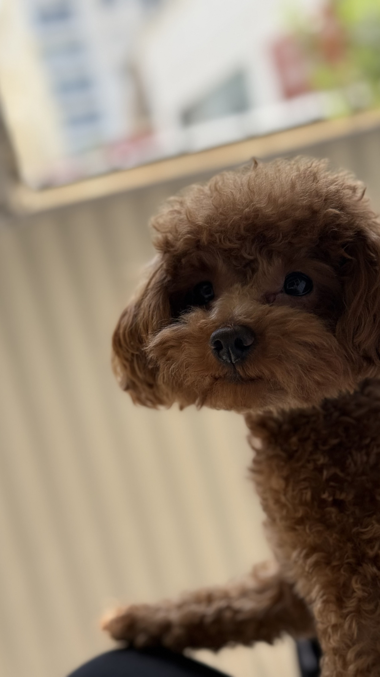 TEACUP KORE POODLE OĞLUMUZA EŞ ARIYORUZ 3