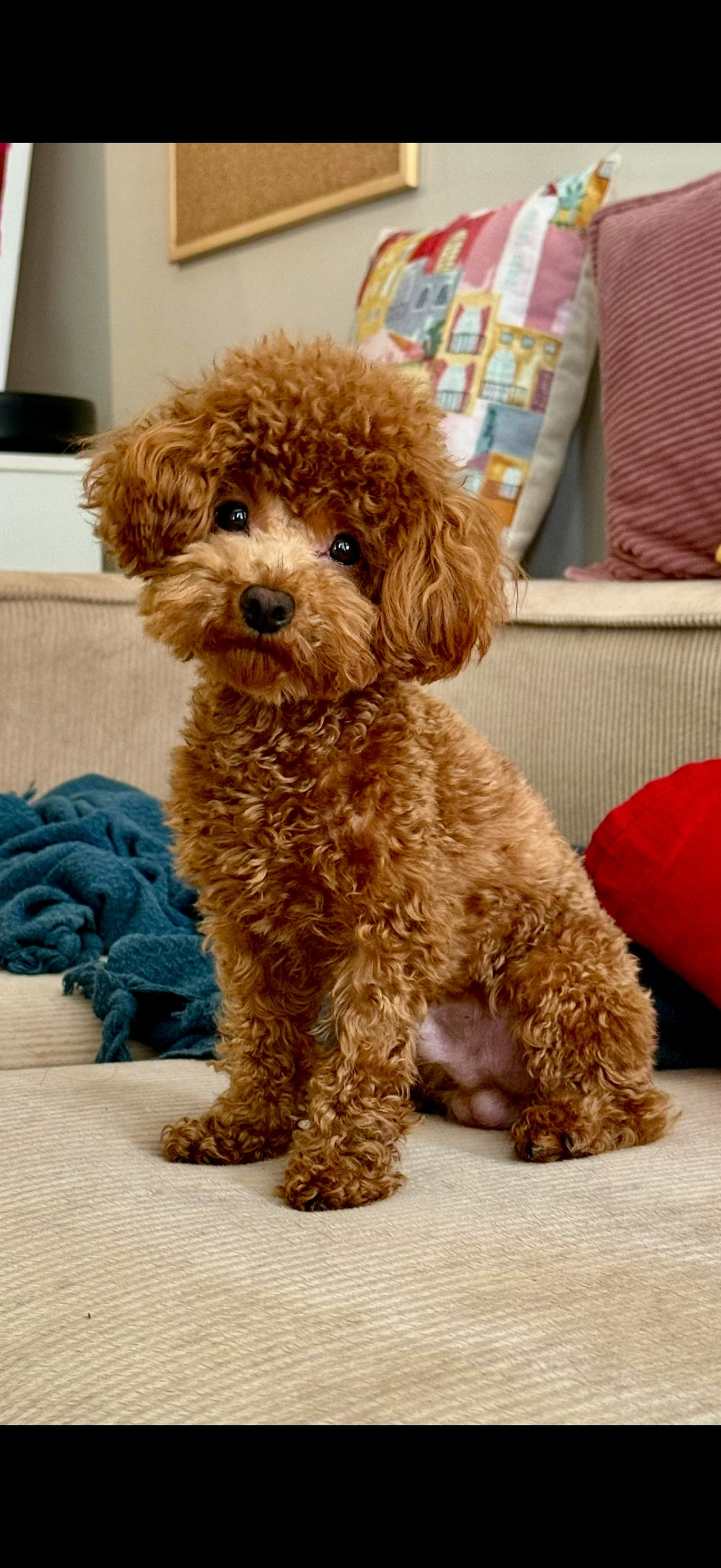 TEACUP KORE POODLE OĞLUMUZA EŞ ARIYORUZ 2