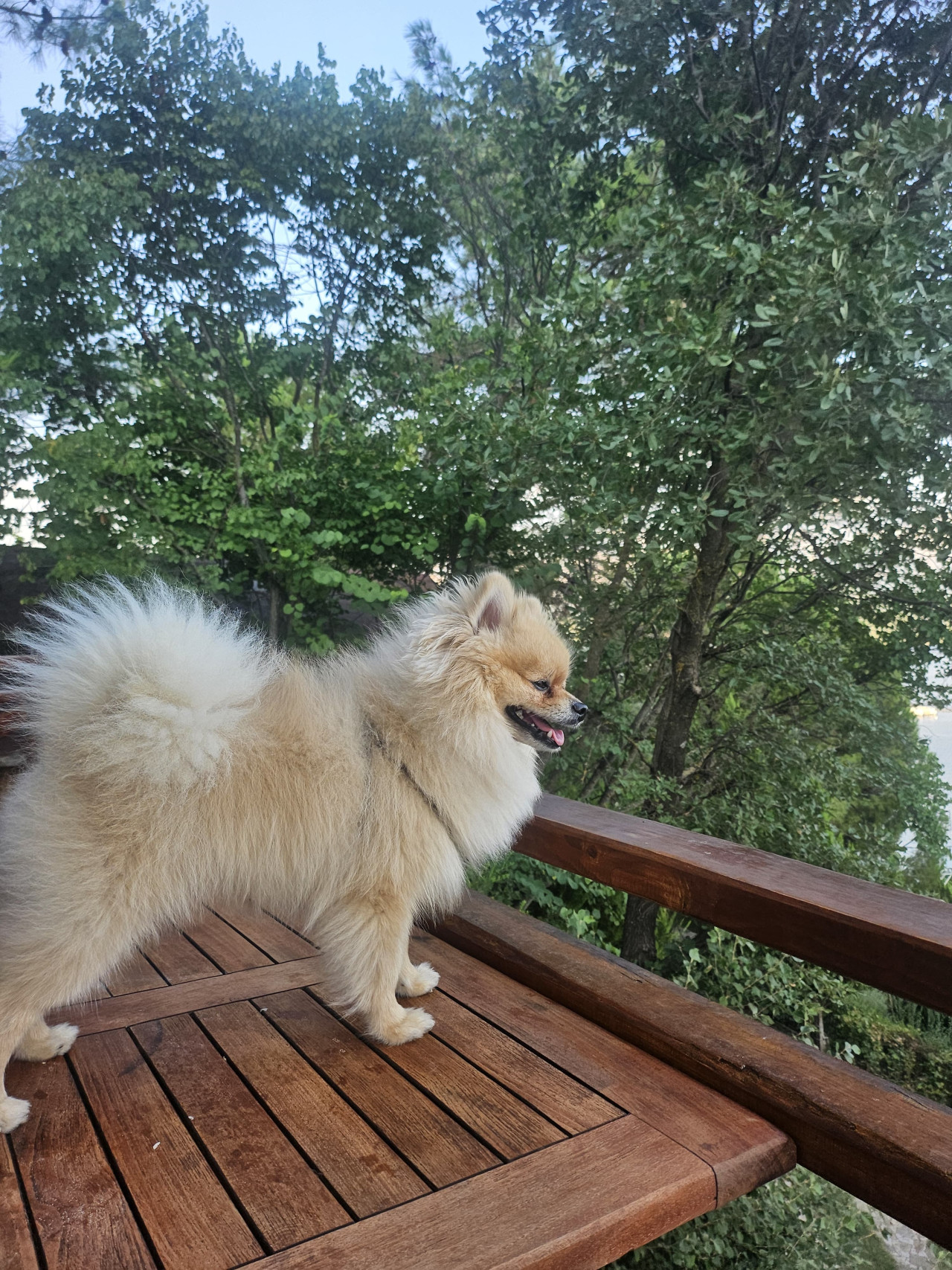 Yakışıklı Leo ya Dişi Eş Aranıyor 2