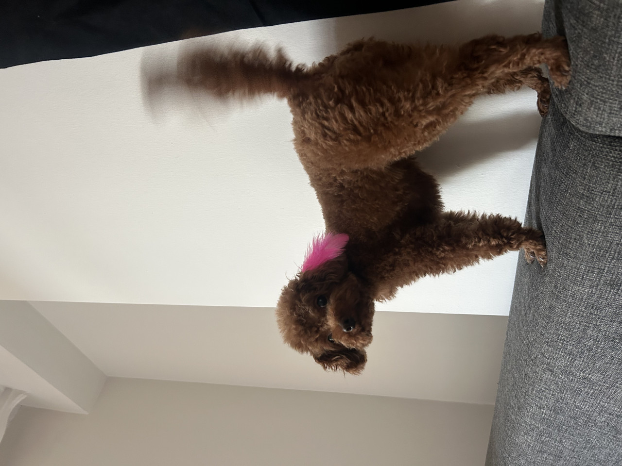 Toy Poodle Kızıma Eş