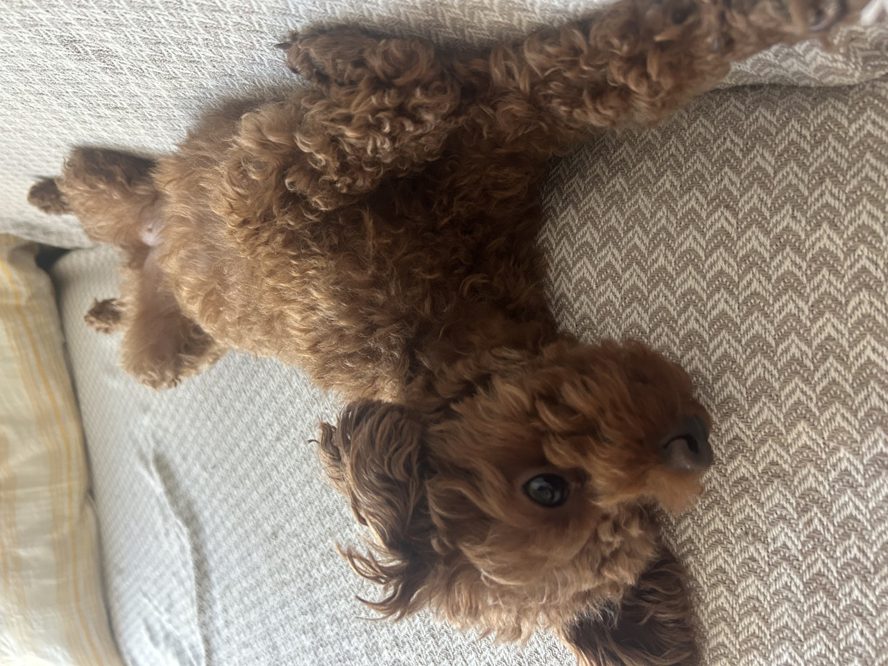 Toy Poodle Kızıma Eş 2
