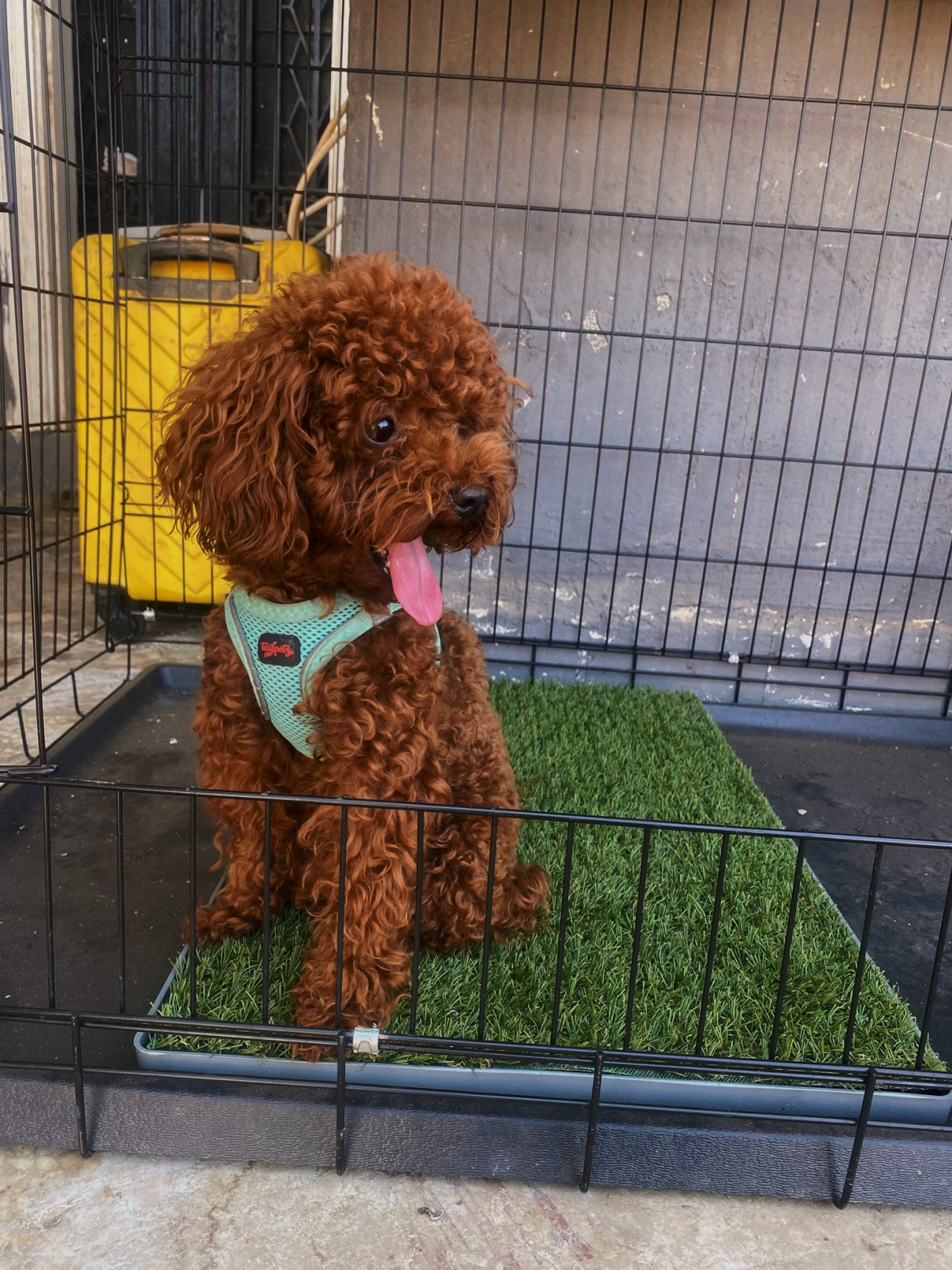 Poodle Erkek 1