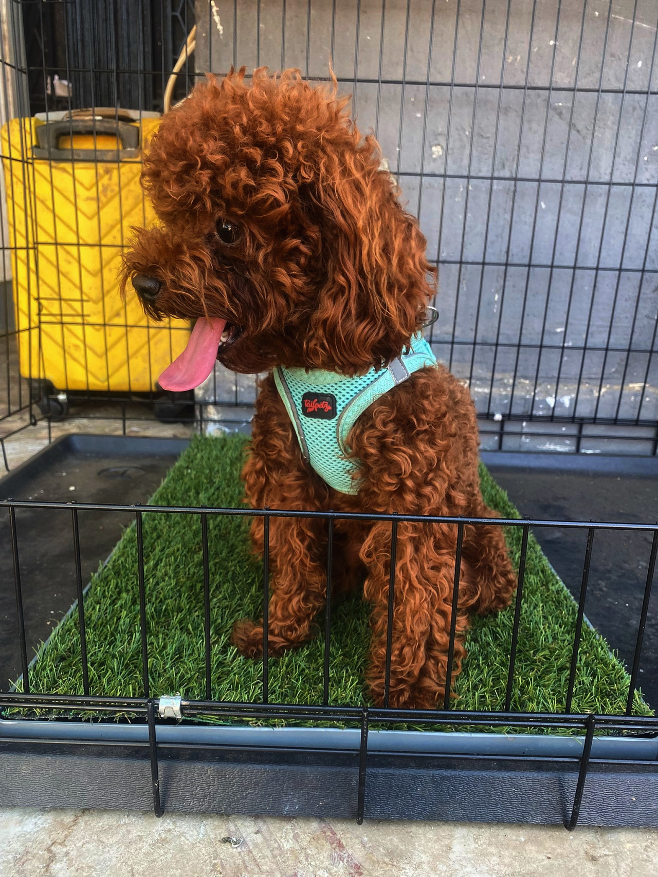 Poodle Erkek 2
