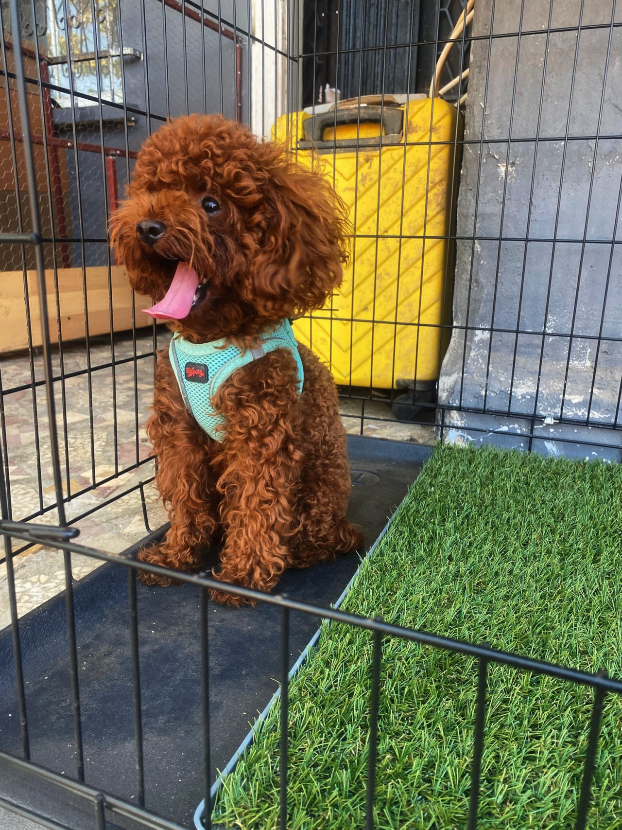 Poodle Erkek 3