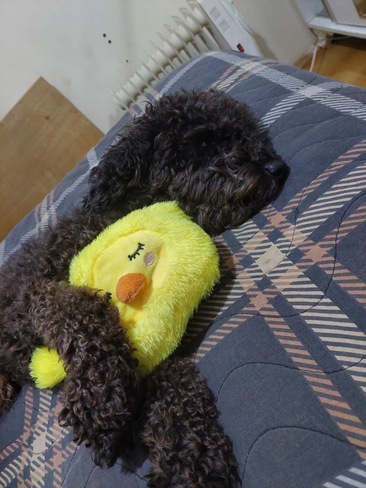 Poodle