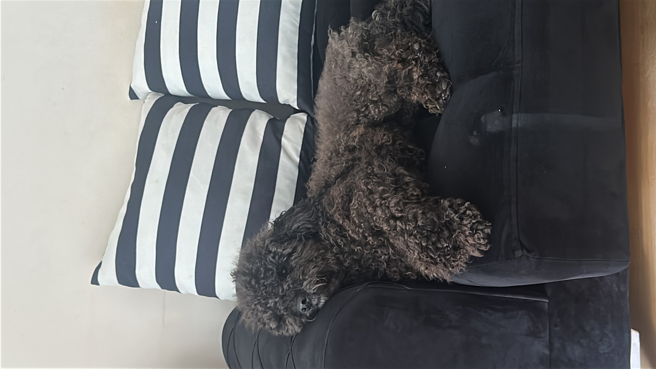 Poodle 3