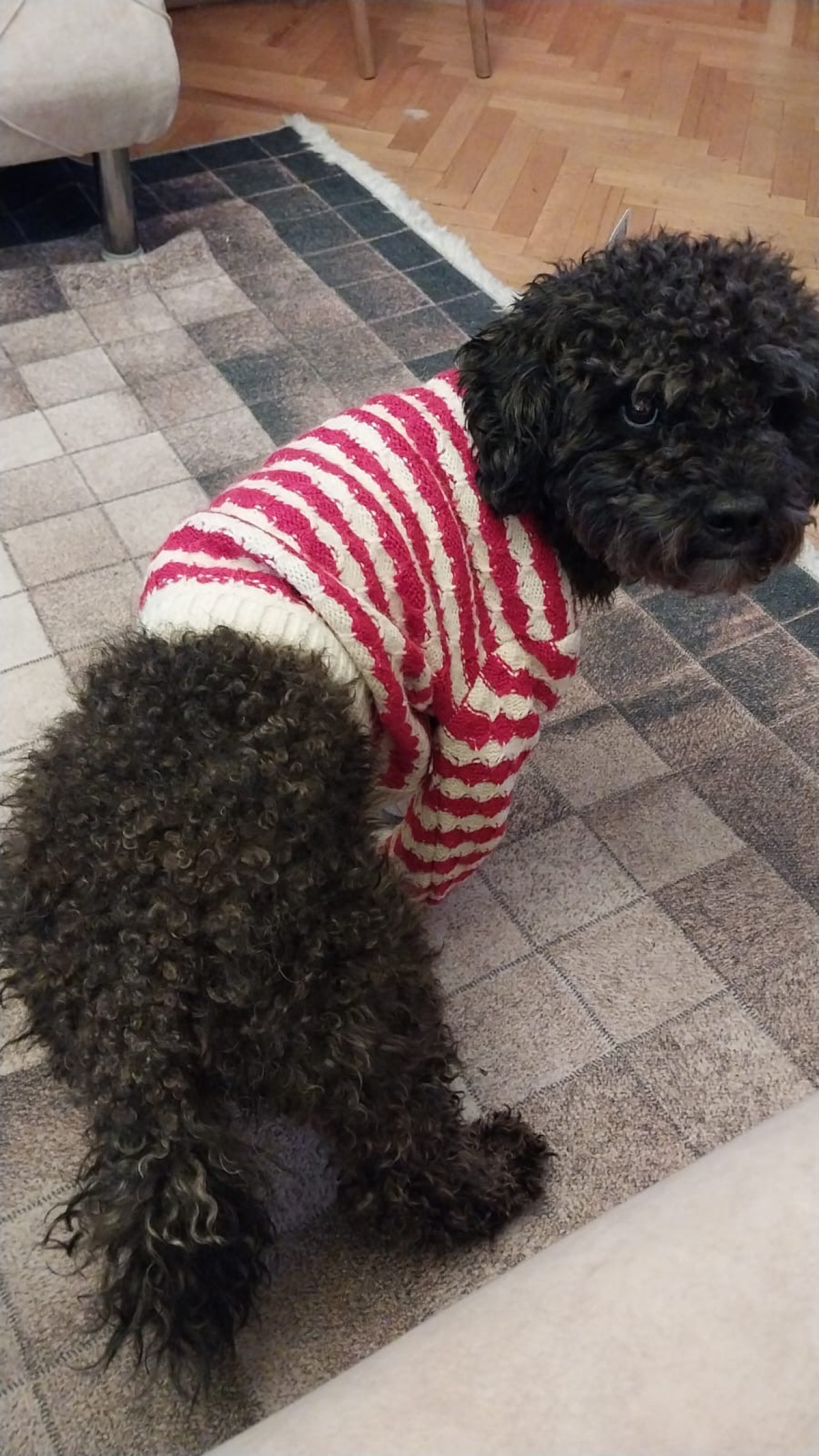 Poodle 2