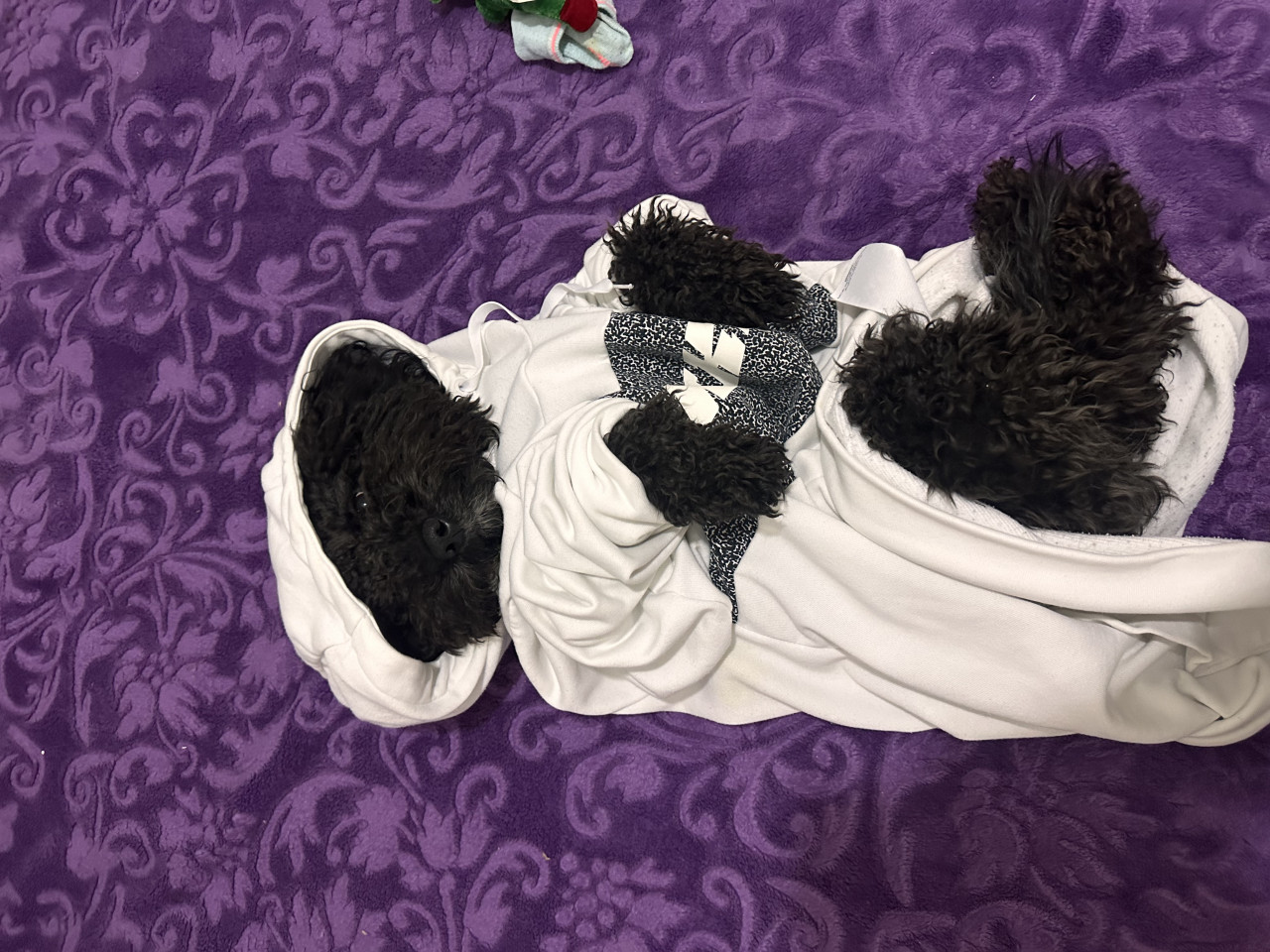 Poodle 4