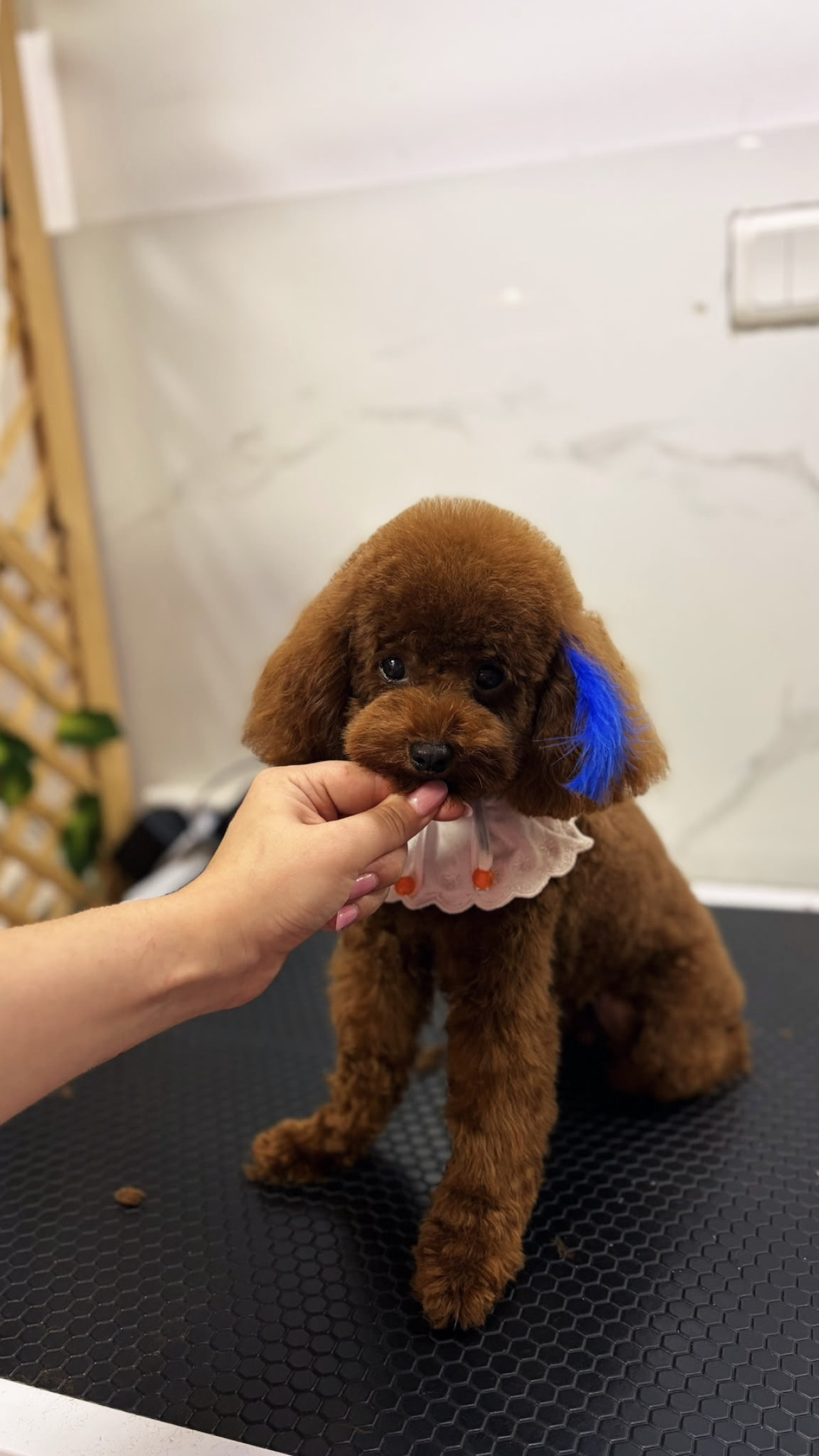 Pablo Poodle Eş Arıyoruz 3