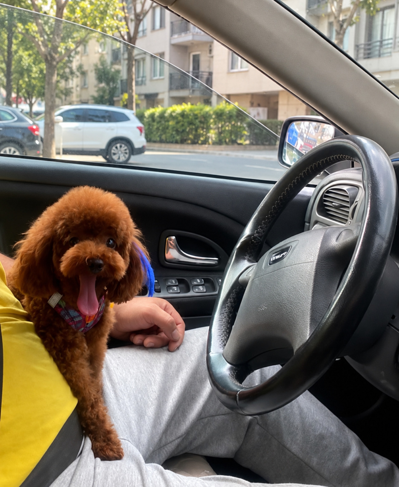 Pablo Poodle Eş Arıyoruz 2