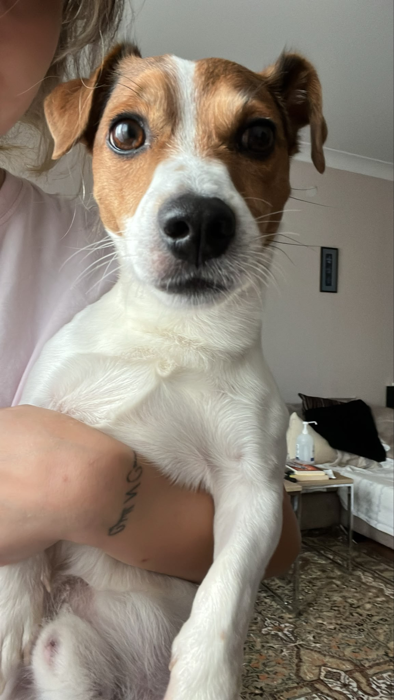 JACK RUSSEL OĞLUMA DİŞİ EŞ ARIYORUM