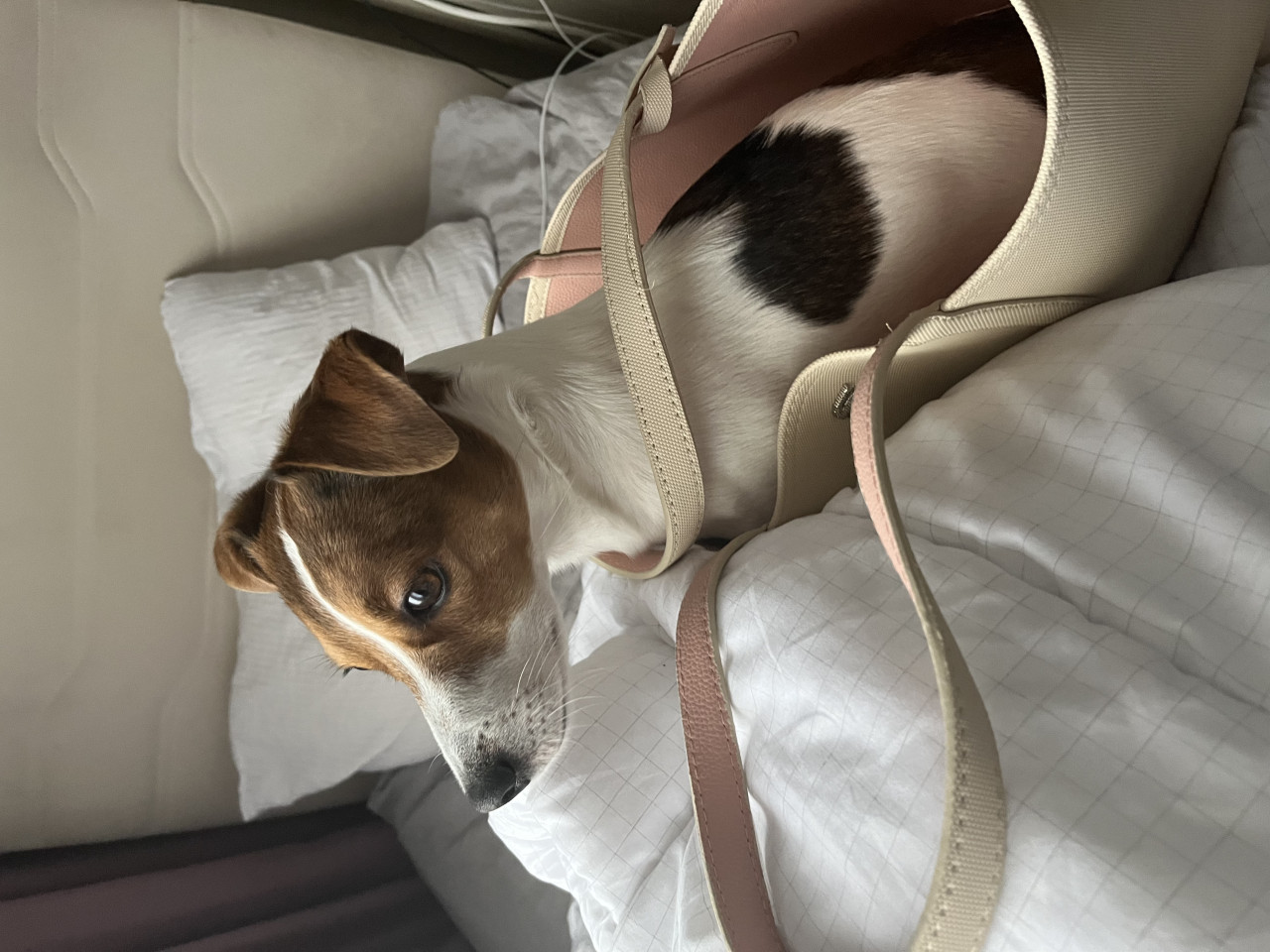 JACK RUSSEL OĞLUMA DİŞİ EŞ ARIYORUM 2